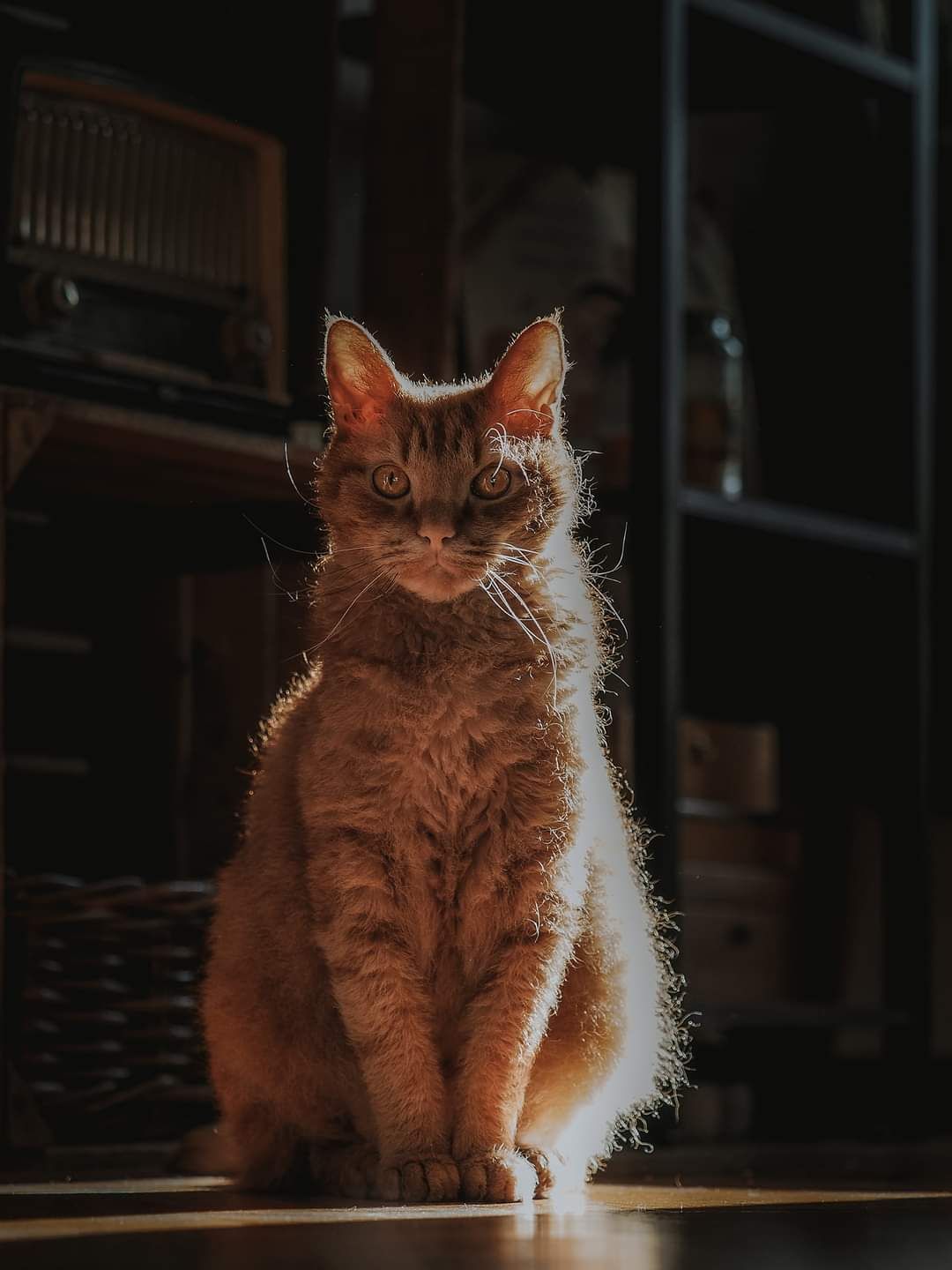 Orange katt av rasen La Perm sitter i solens sidoljus med dramatisk ljussättning.