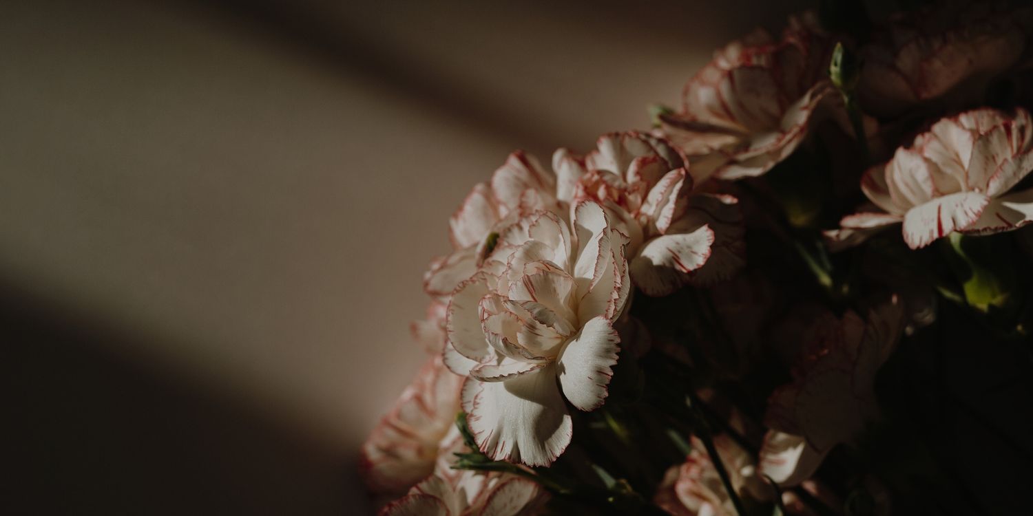 Delicate white carnation flowers blooming in low light against a dark background.