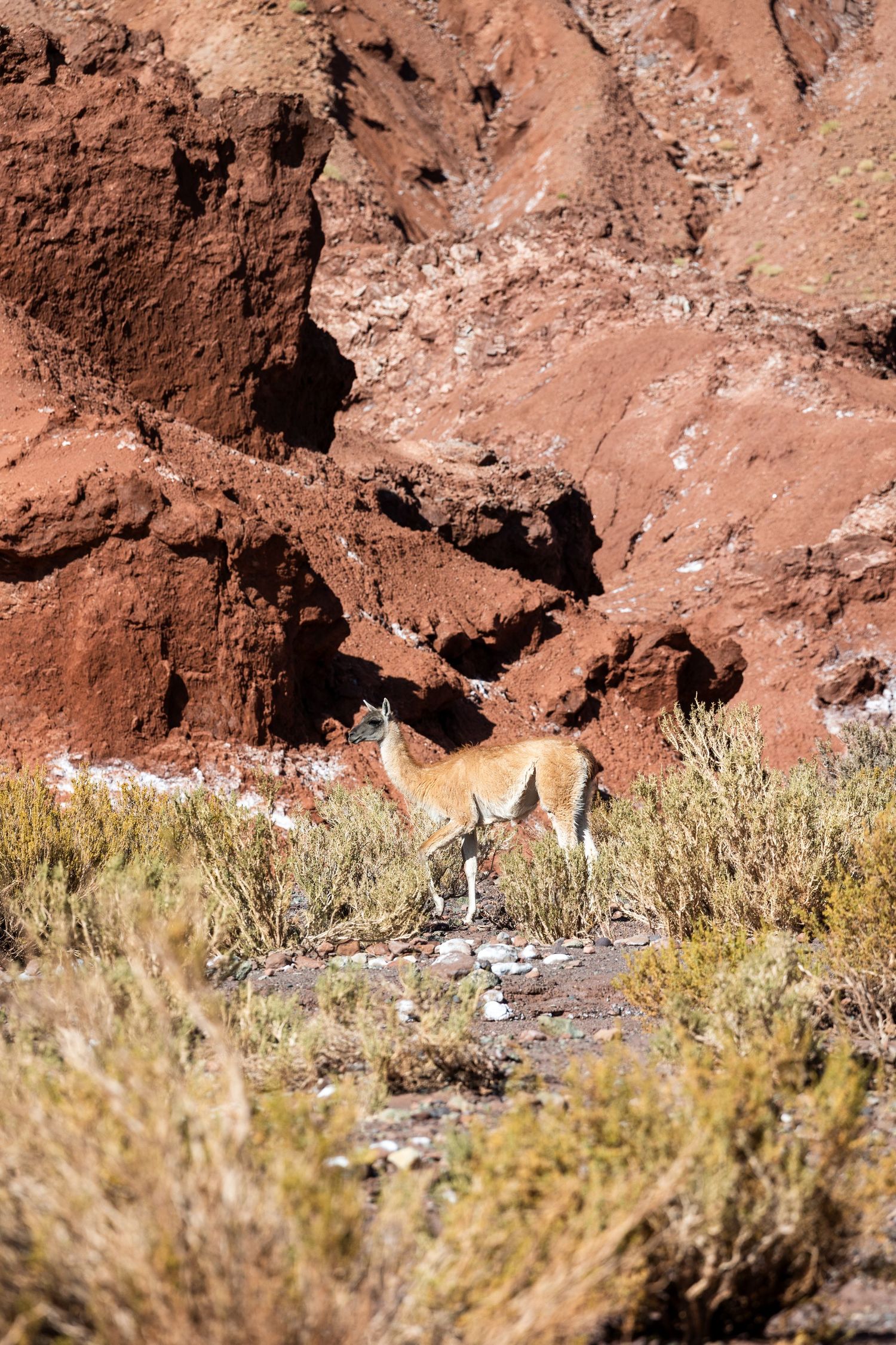 Small fox pups hiding near rocky ledges in a dry desert landscape with desert scrub brush below reddish rocks.