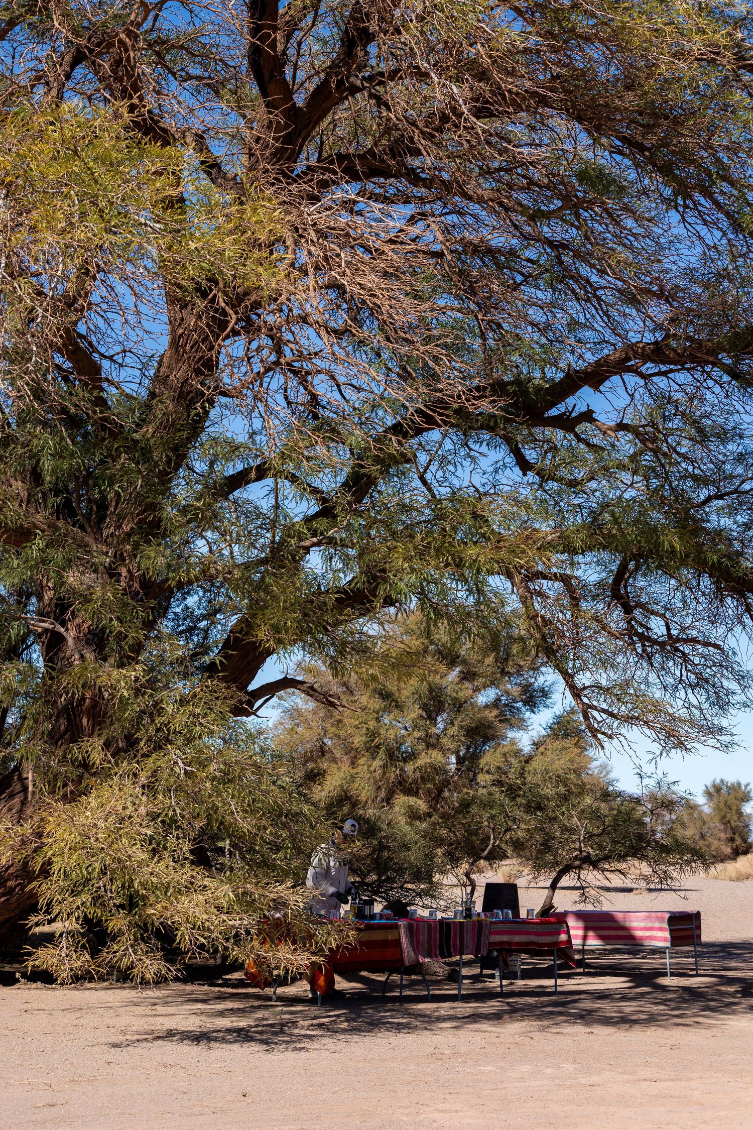 Outdoor picnic area with tables and chairs under a large mesquite tree in a desert landscape on a sunny day.