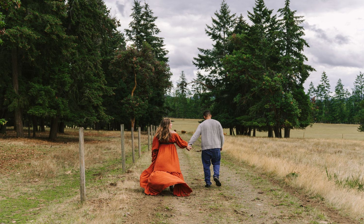 Orange tractor parked in a sunny field surrounded by evergreen trees.