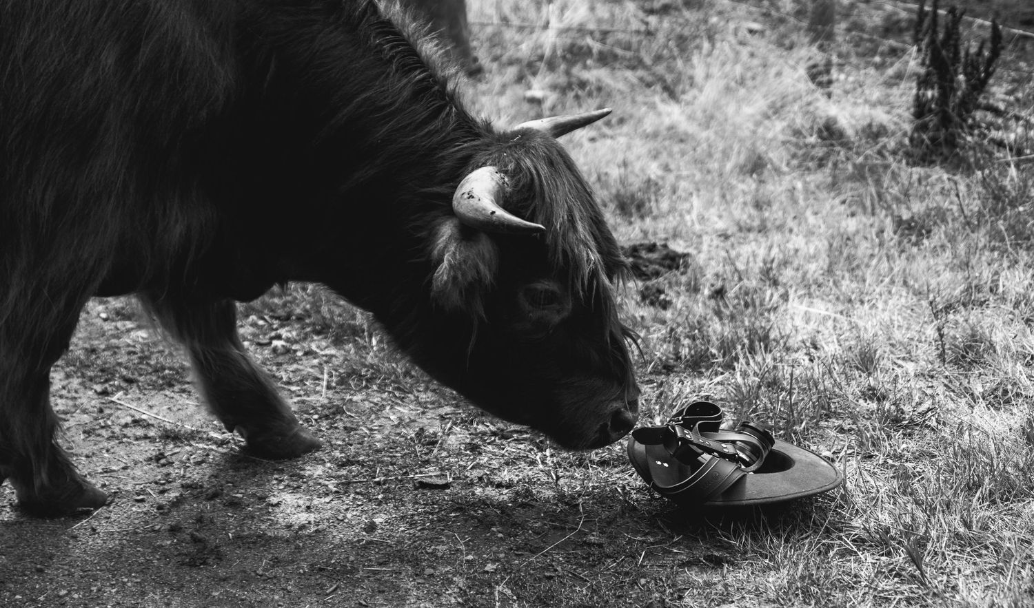 Black cow drinking water from a shoe in black and white photograph.