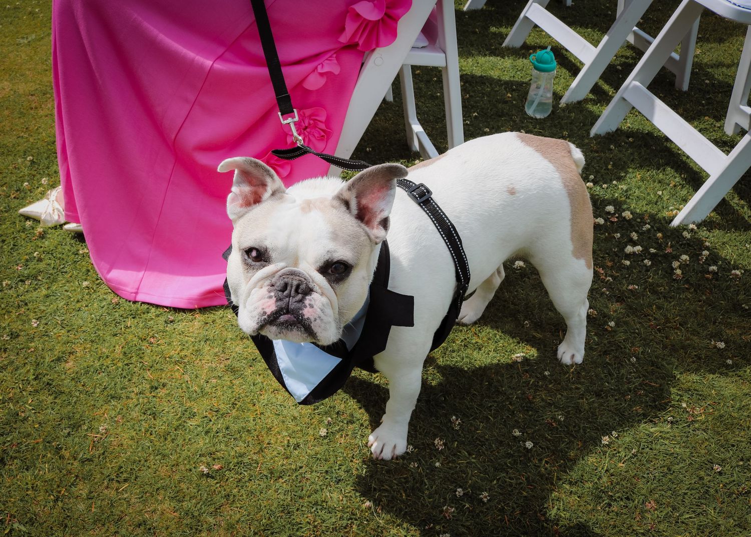 White French Bulldog wearing a black bowtie and harness stands on grass next to pink fabric and white folding chairs.