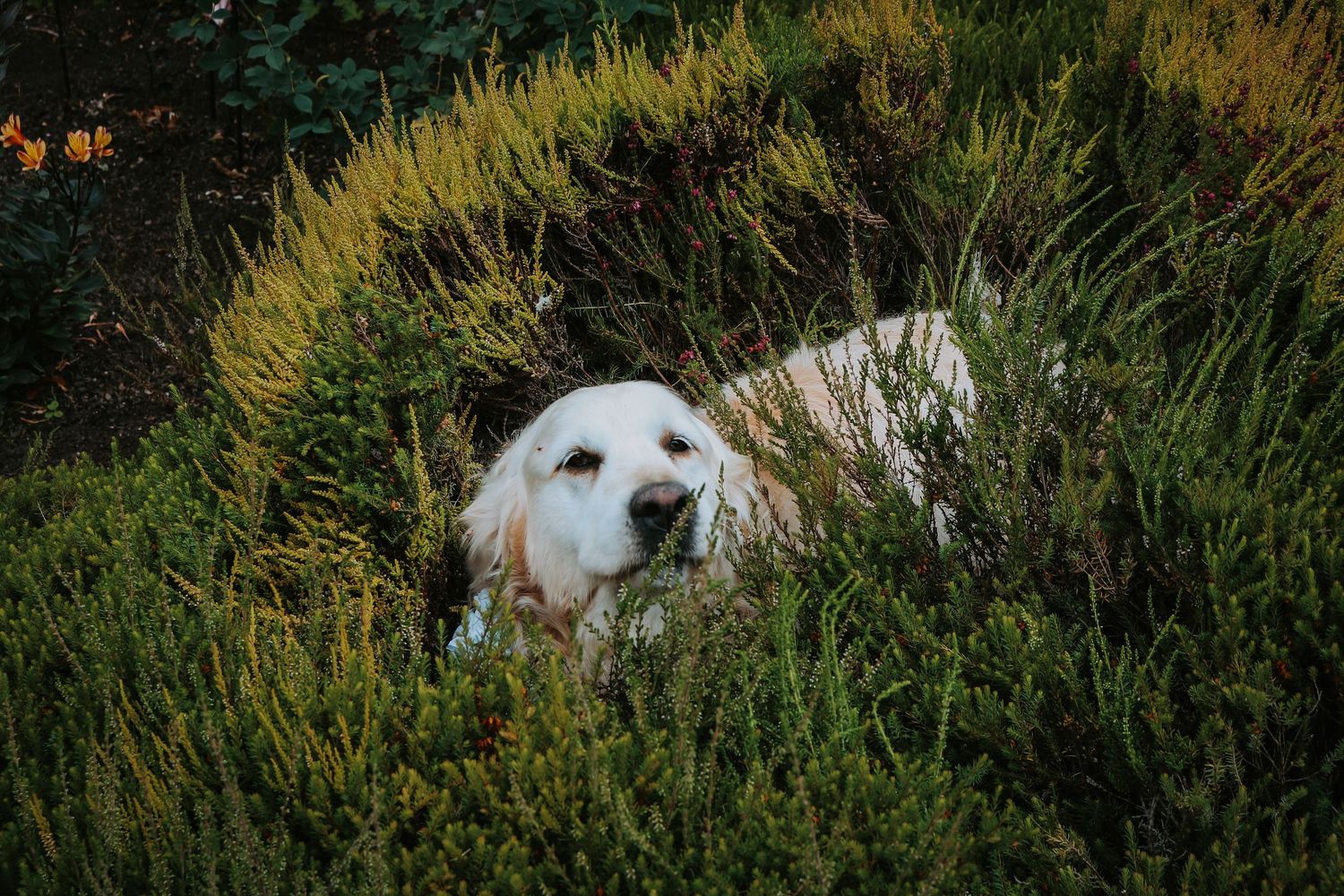 A white dog peeks through tall grass and wildflowers in a natural outdoor setting during golden hour.