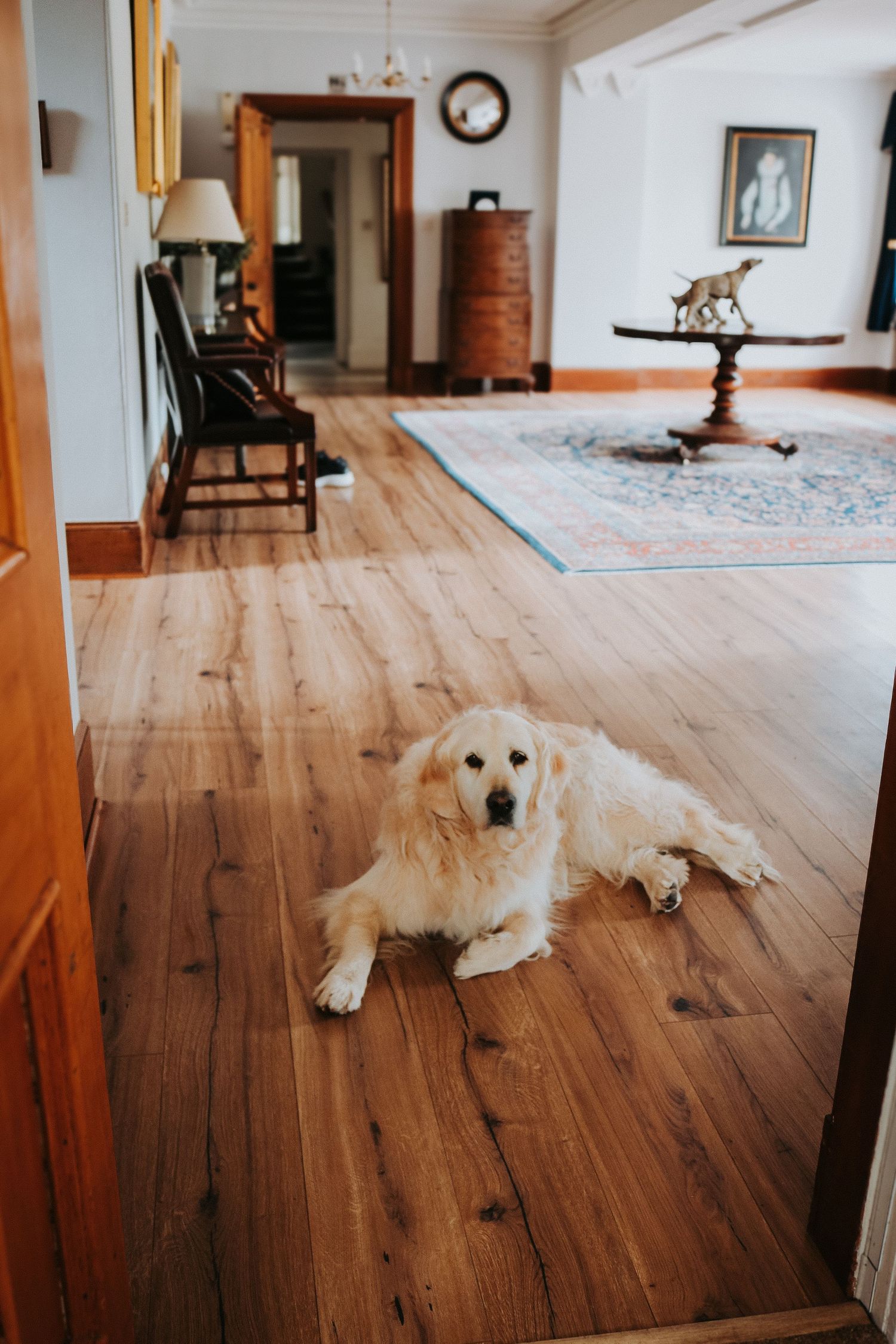 A golden retriever dog rests on hardwood floors in a home's entryway with antique furniture and area rug visible.