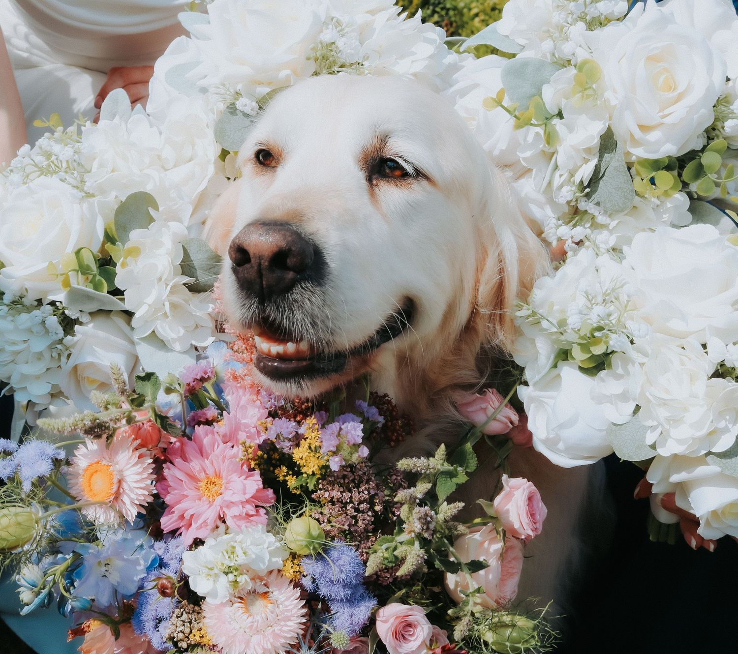 A happy golden retriever dog surrounded by white peonies and colorful spring flowers in a dreamy portrait.