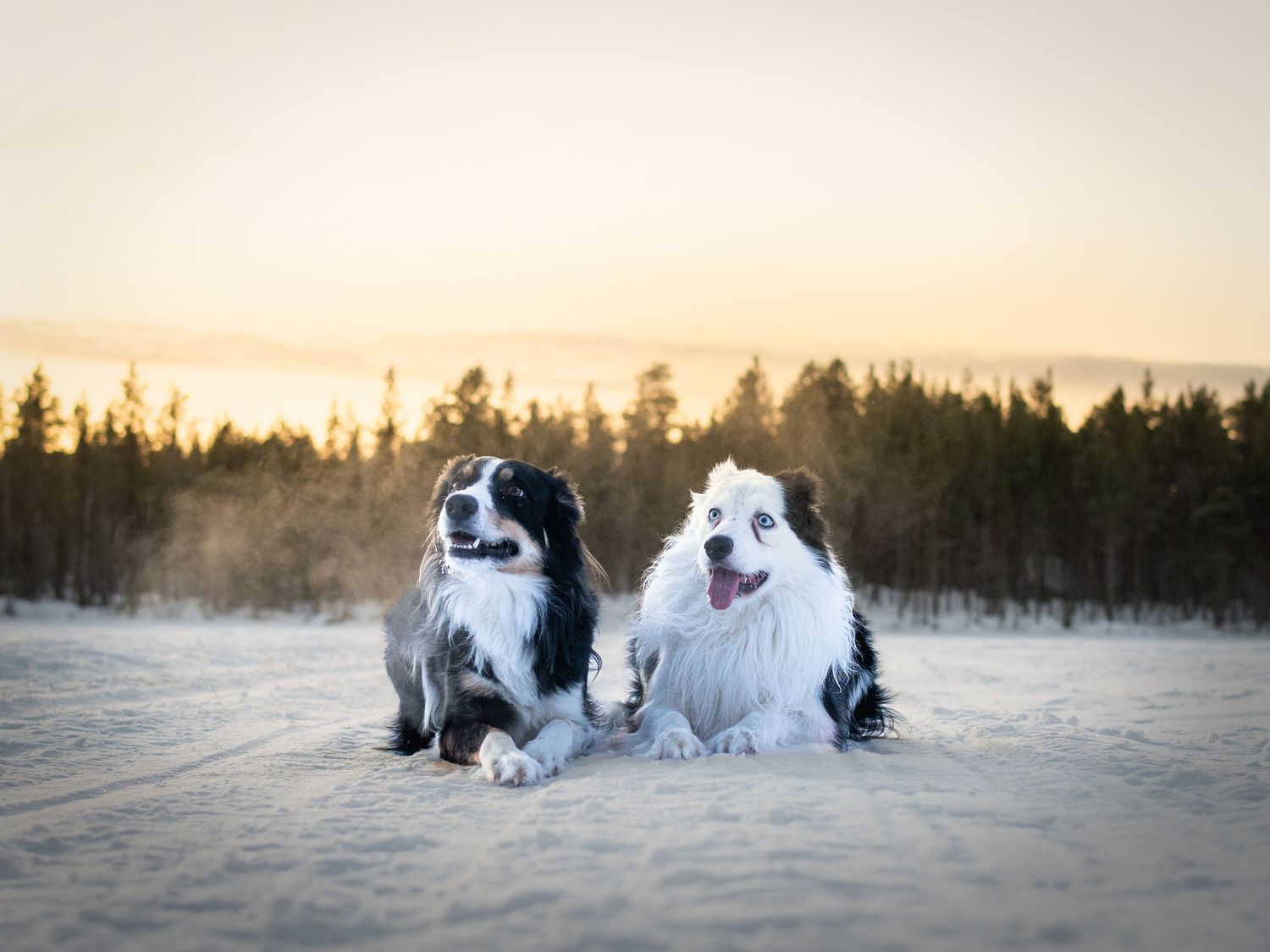 Border collies vilar på snöig mark under gyllene solnedgång med tallskog i bakgrunden.