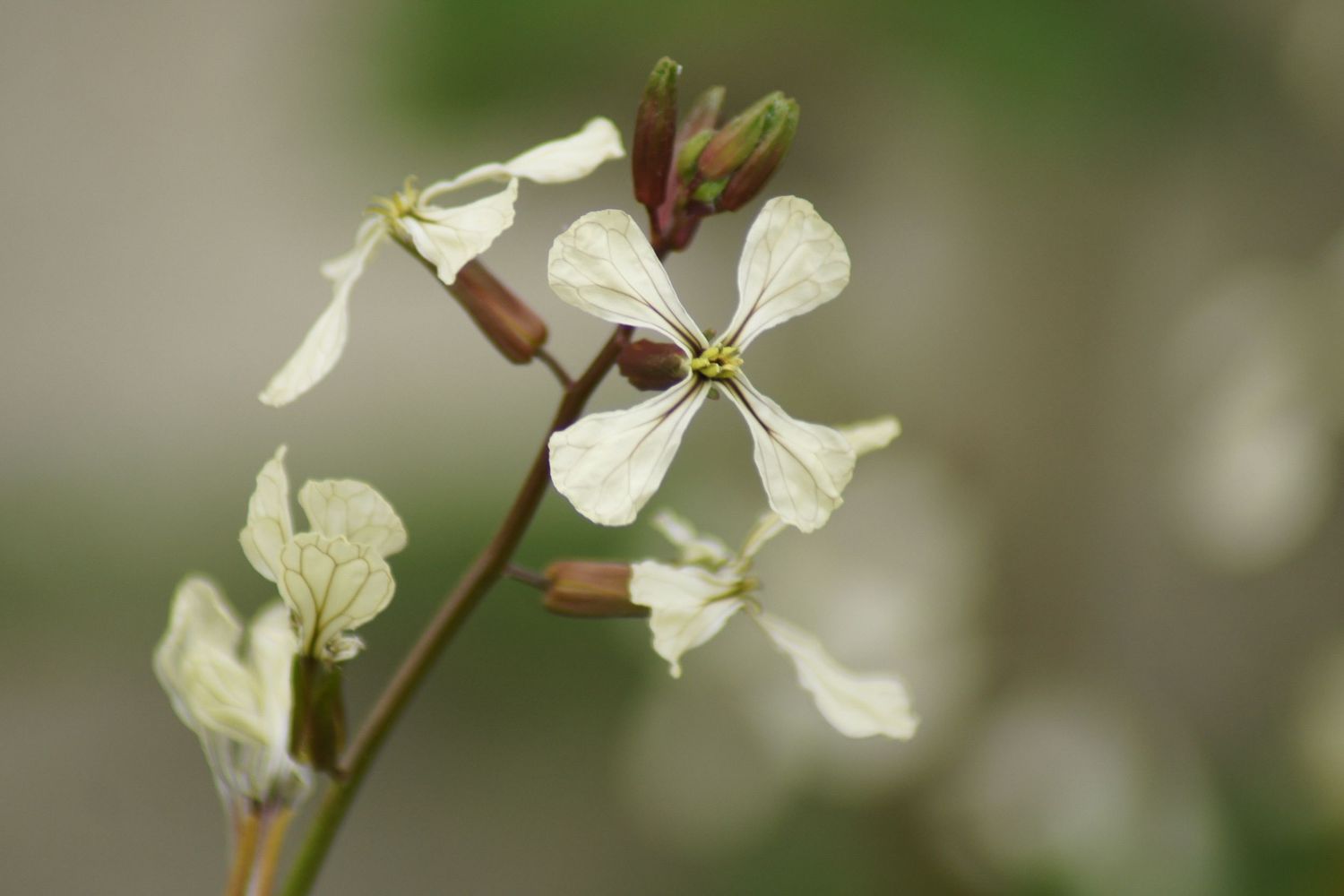 Fina vita blommor med kronblad som blommar mot en suddig grön bakgrund.
