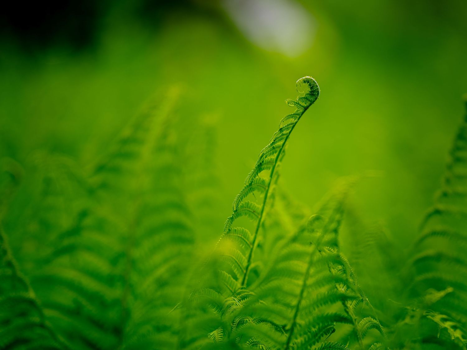 Close-up of a vibrant green fern frond unfurling against a soft blurred background.