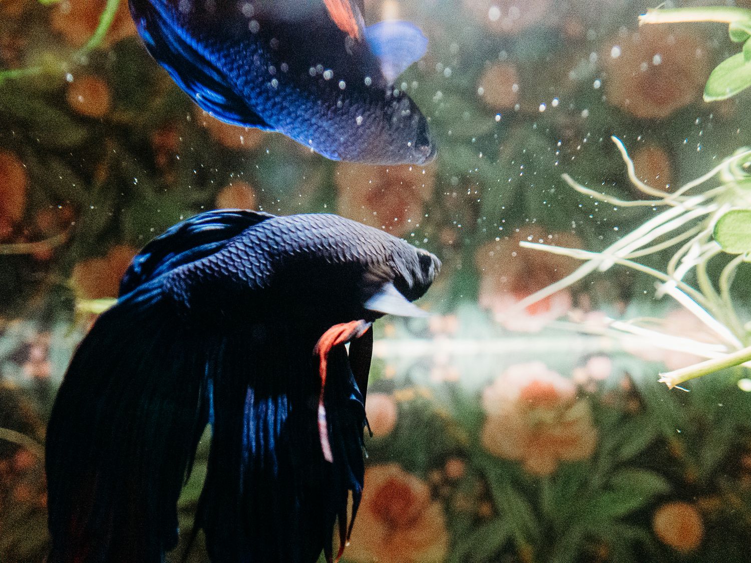 Close up of blue betta fish.
