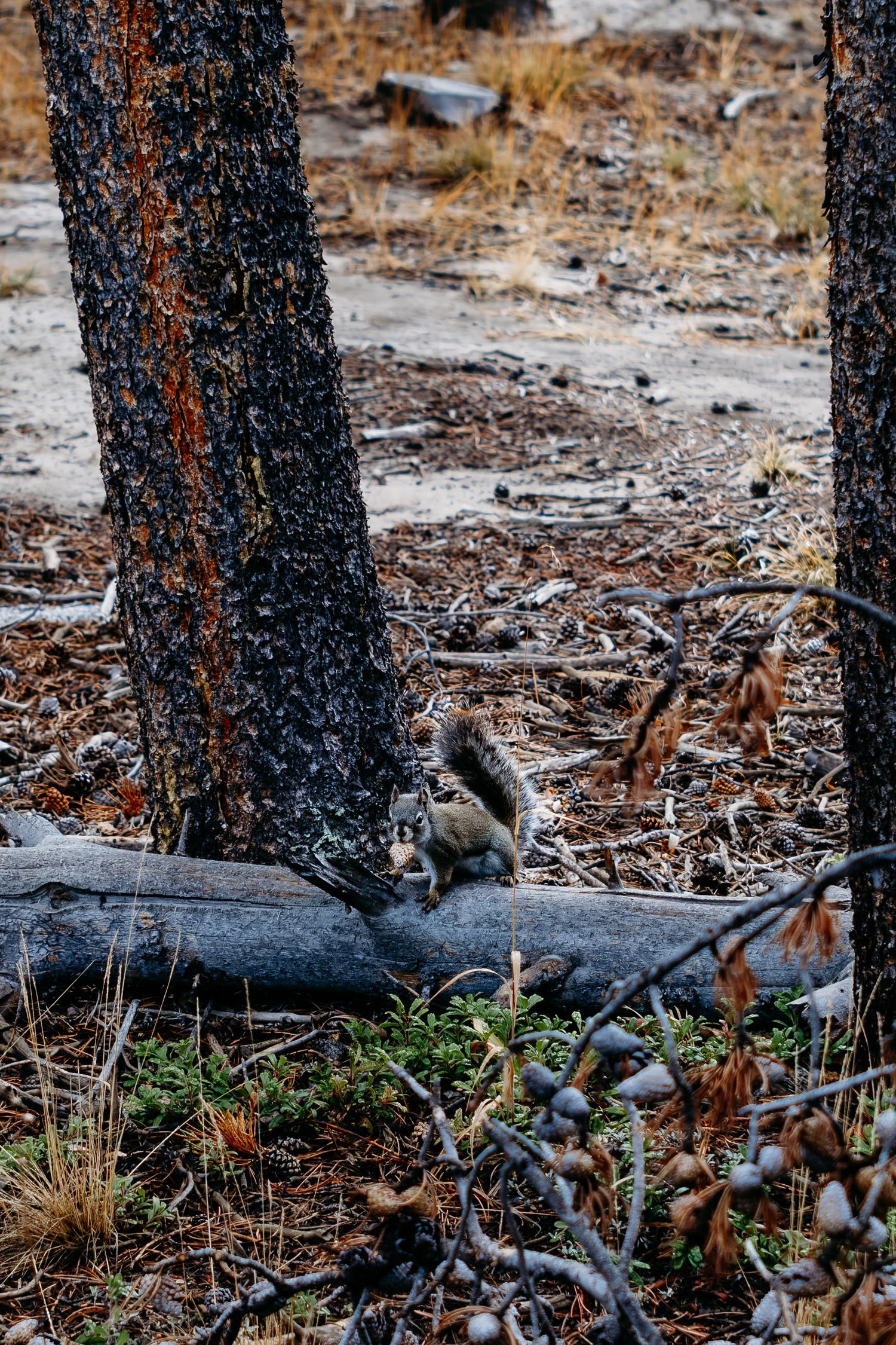Small ground squirrel at RMNP.