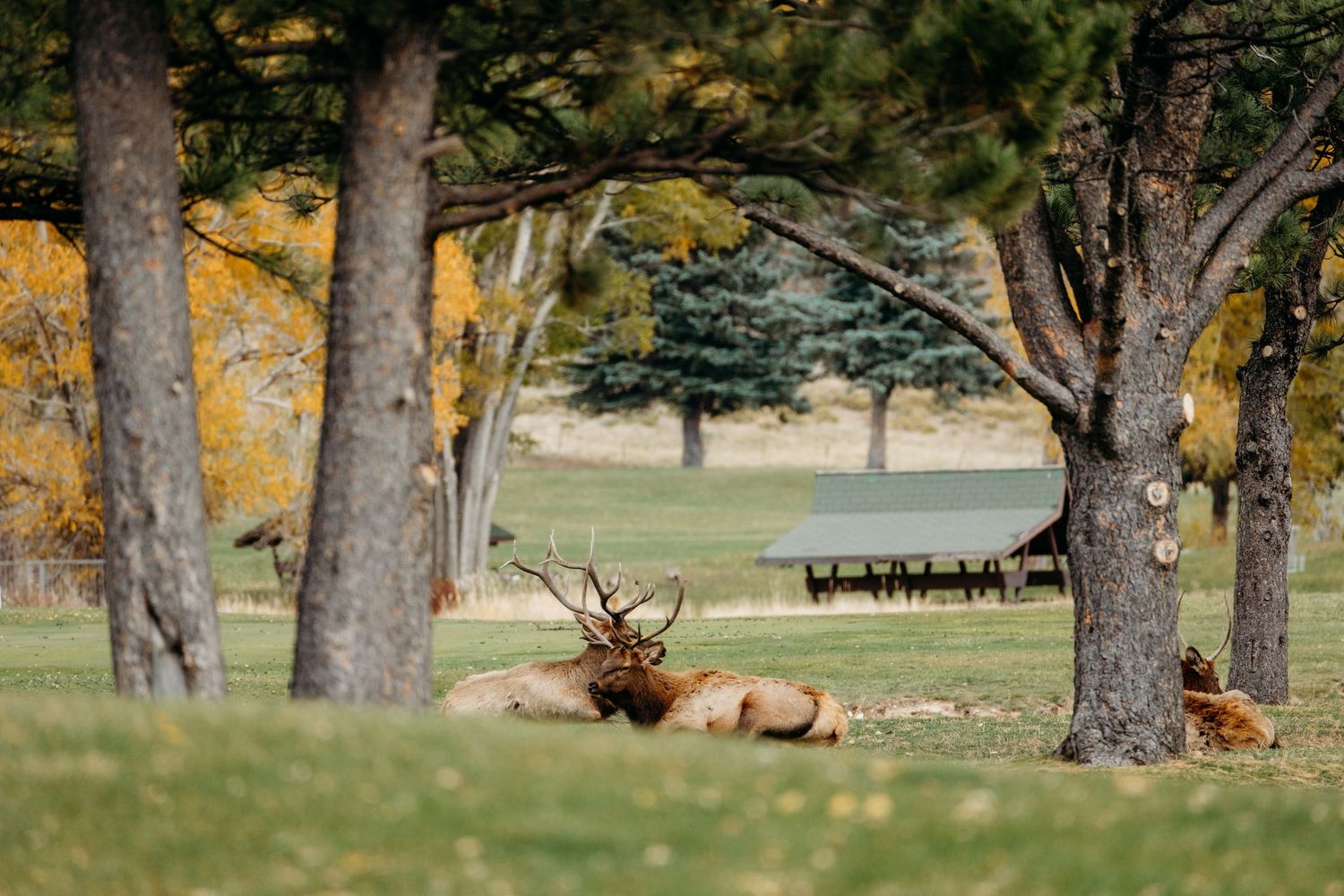 Two male elk at golf course in Estes Park, Colorado.