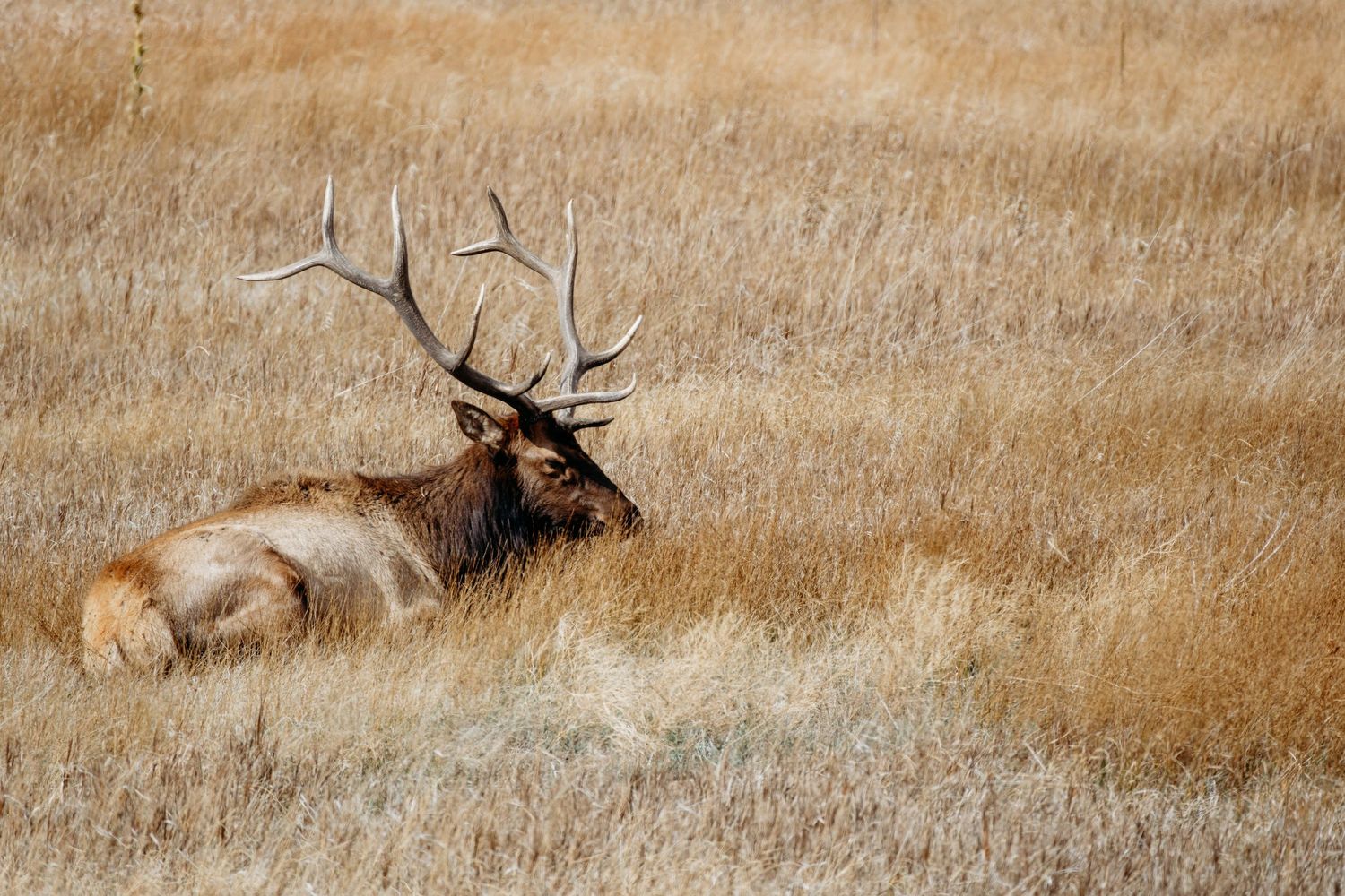 Profile of elk in tall grasses at Estes Park, Co.
