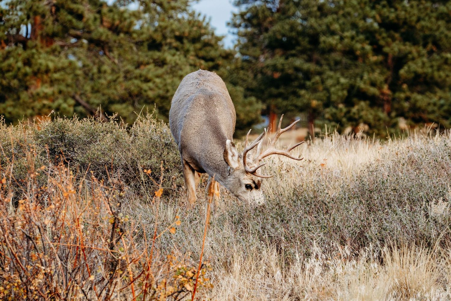Male deer eating shrubs and wild grass in RMNP.
