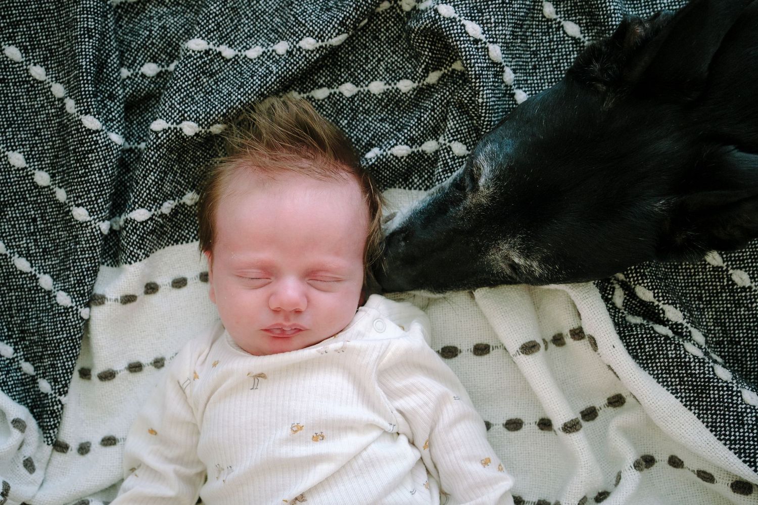 Newborn boy laying on grey and white blanket, black dog sniffing newborn's ear during Denver in-home photo session.