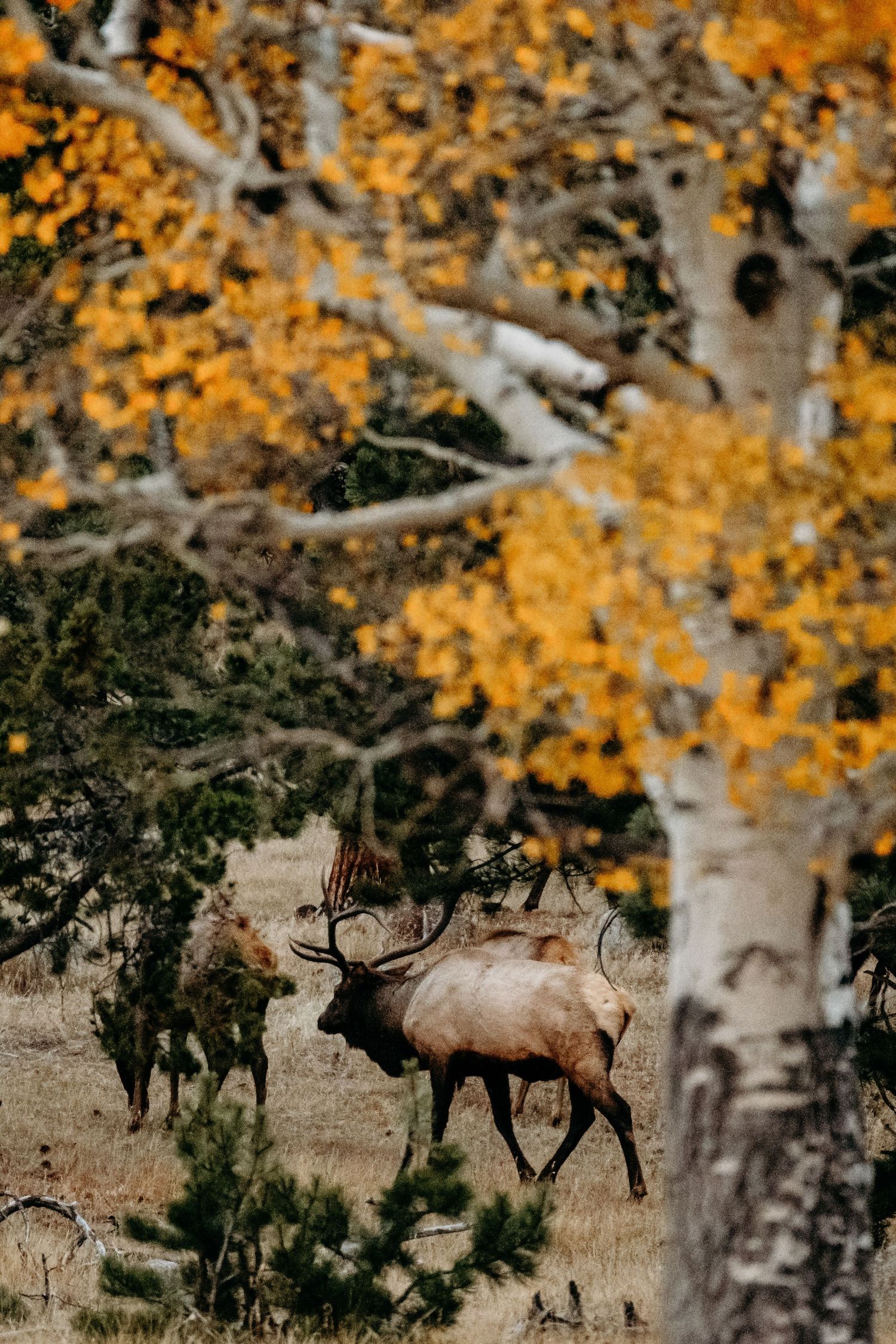 Elk standing near fall colored aspens in Horseshoe Park in RMNP.