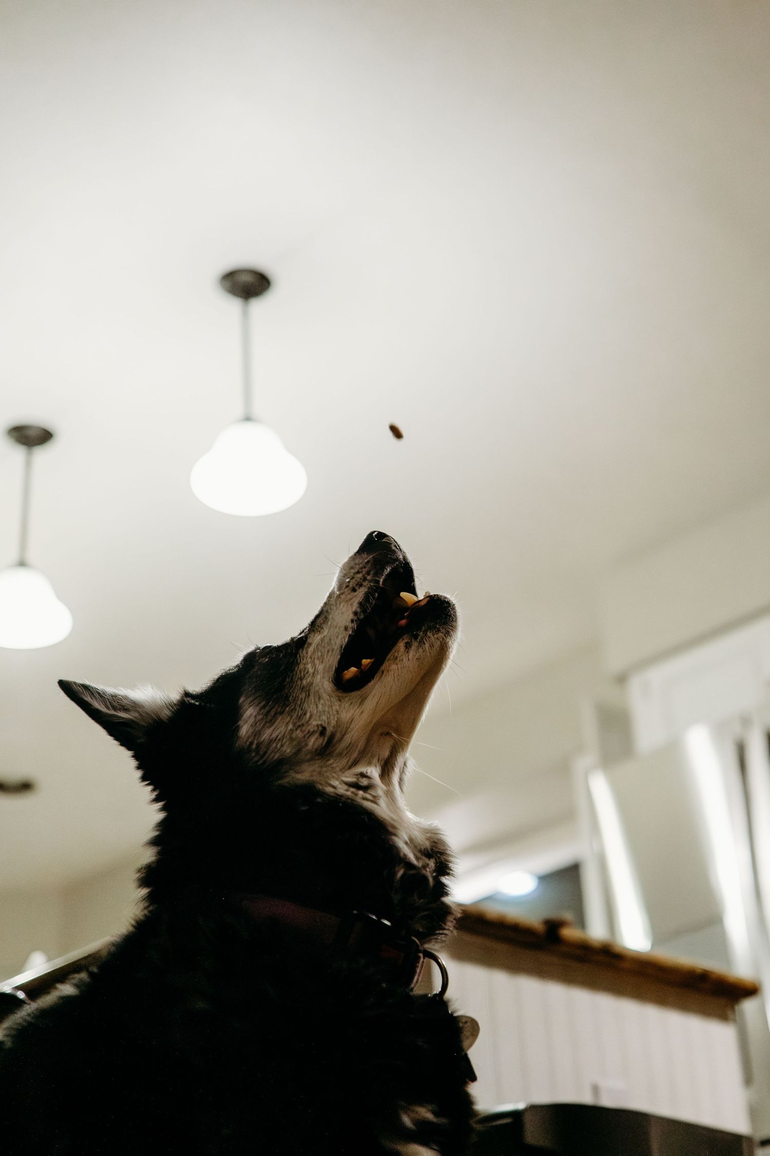 Dog catching treat in air
