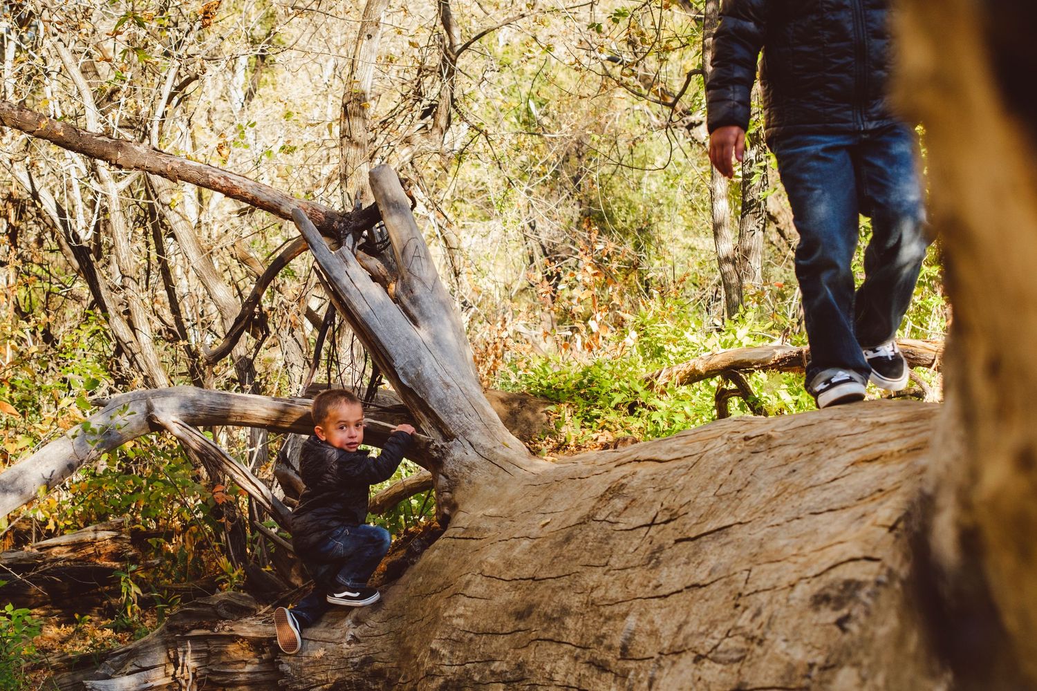 Young boy climbing onto large fallen tree trunk, older brother walking on tree trunk at Lair o the Bear near Denver, CO