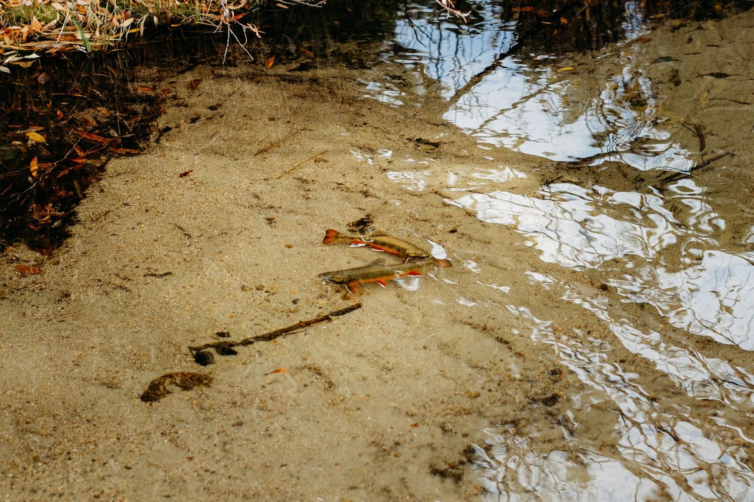 Rainbow trout at shallow creek off of Sprague Lake in RMNP.