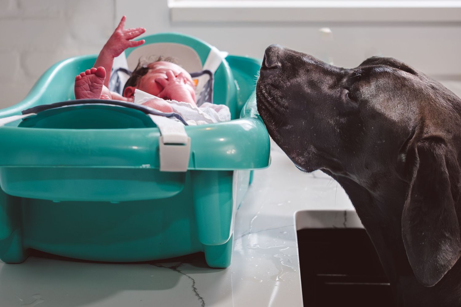 Baby in infant bathtub on kitchen counter, Great Dane peaking toward baby, gently looking in.