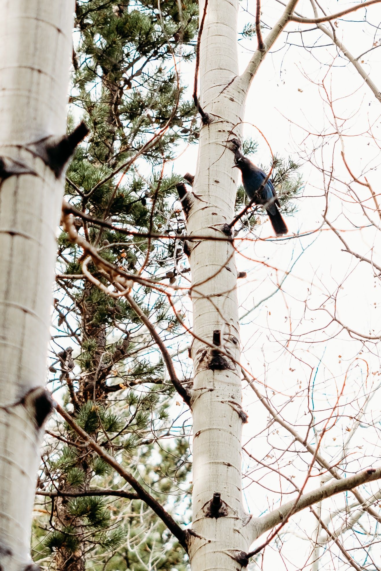 Stellar's Jay in aspens at RMNP.