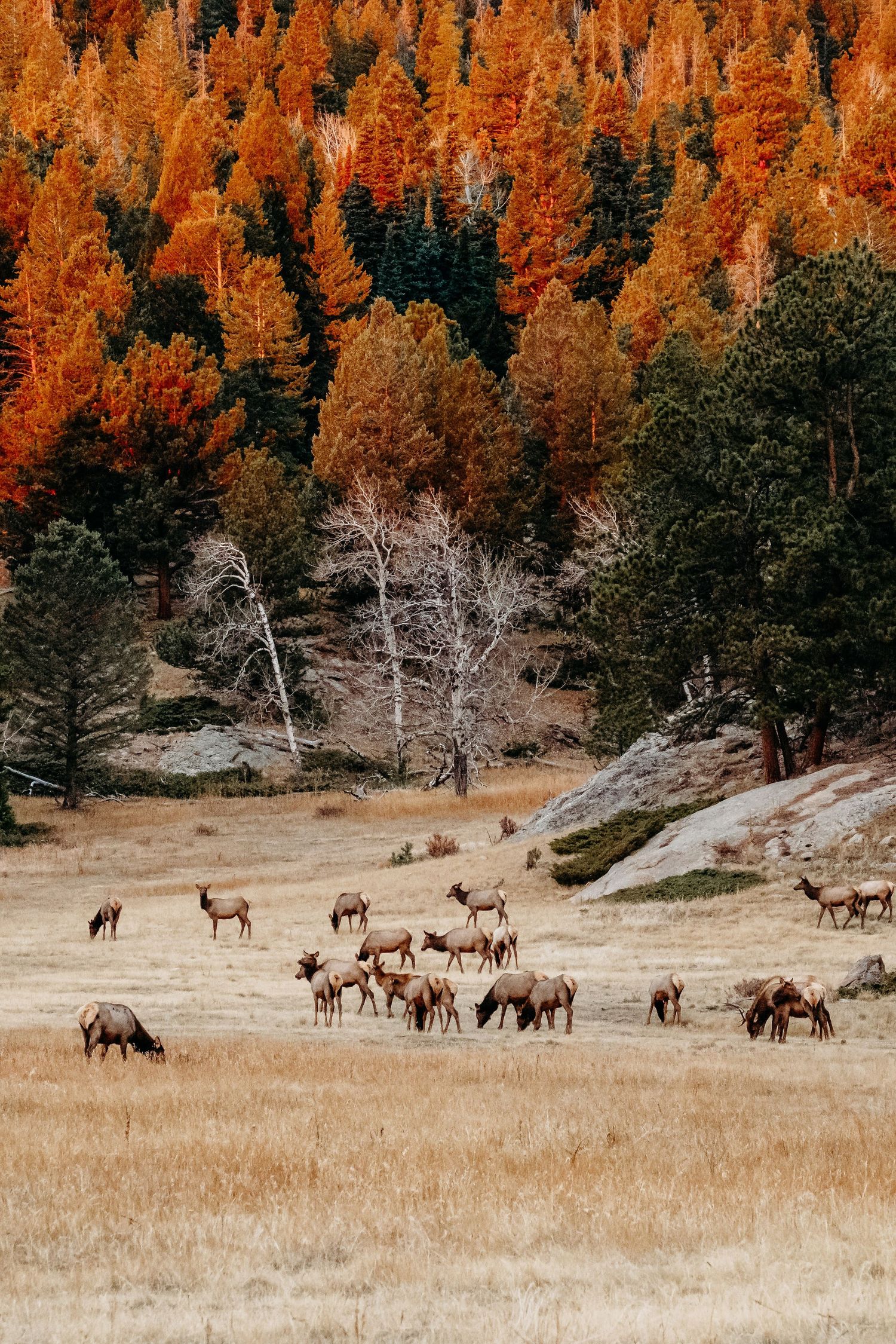 Herd of elk near in Horseshoe Park in RMNP.