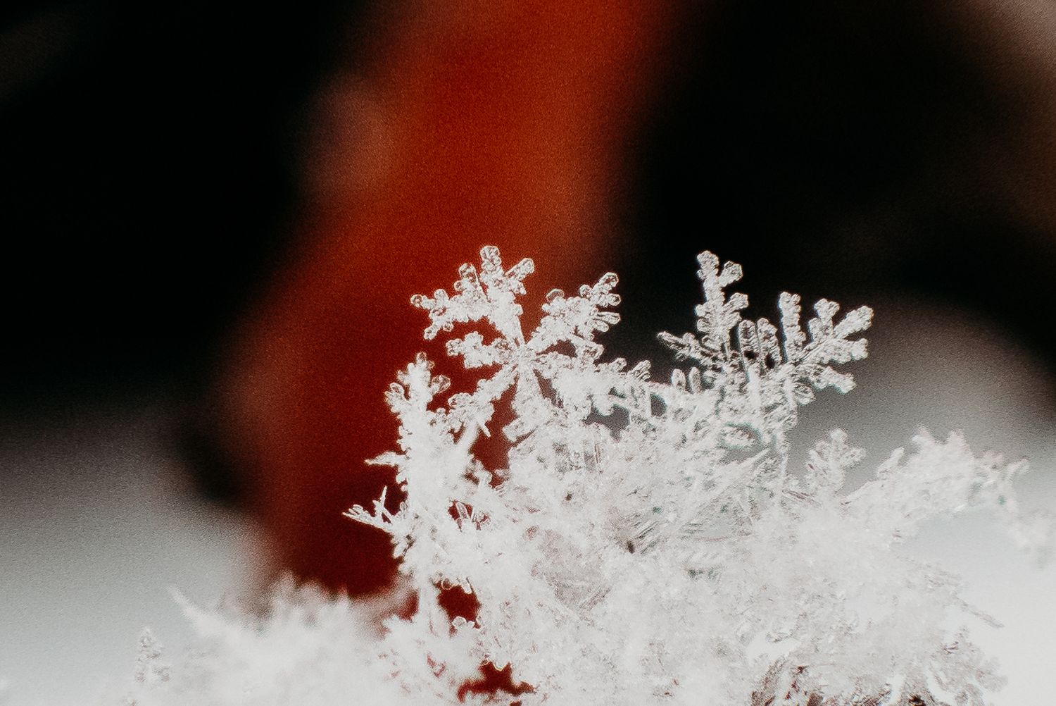 Denver photographer project 365 - macro photography snow flake