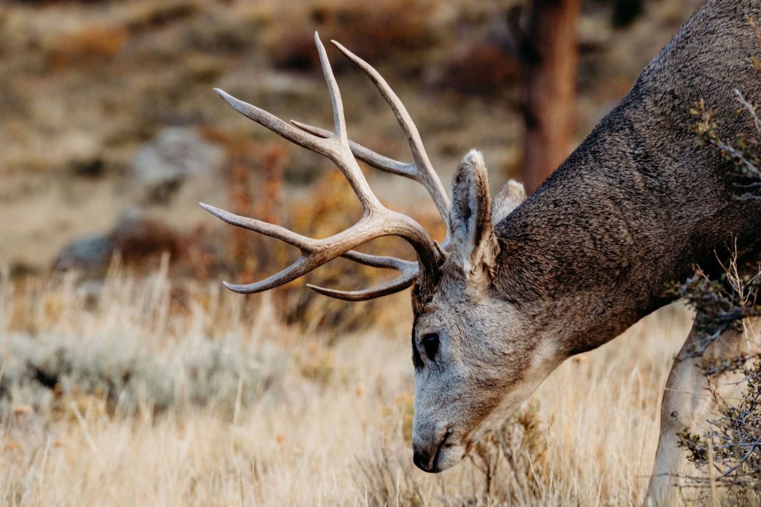 Close up profile of five point deer in RMNP.