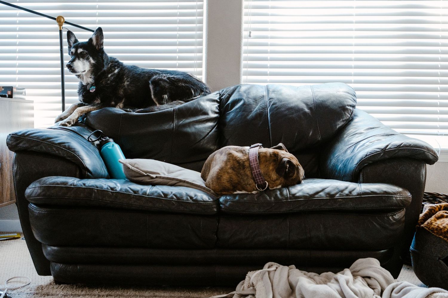Two dogs sitting on black couch.