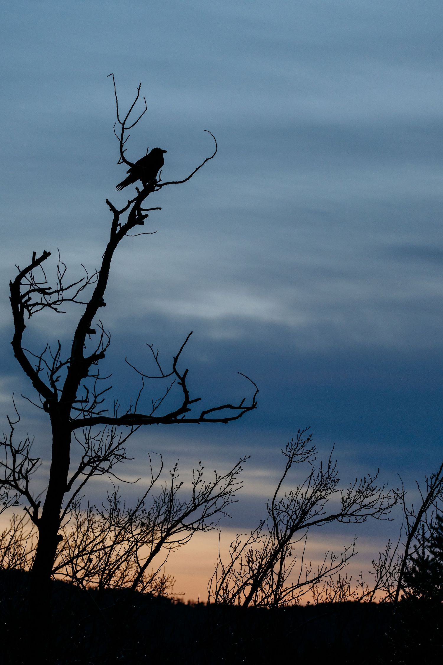 Profile of raven sized bird perched in tree at RMNP at sunrise.