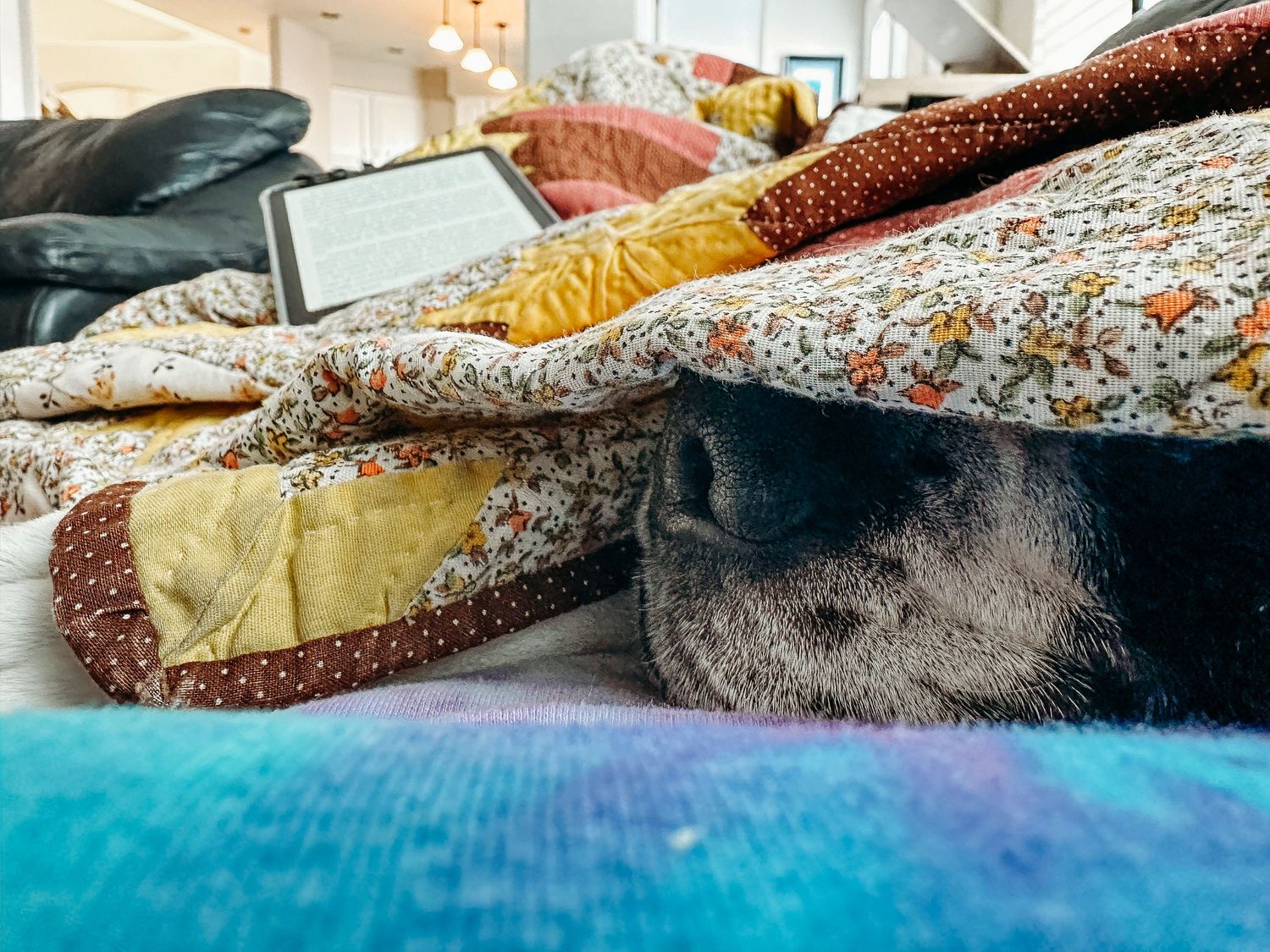 Denver photographer project 365 - dog laying underneath vintage handmade quilt