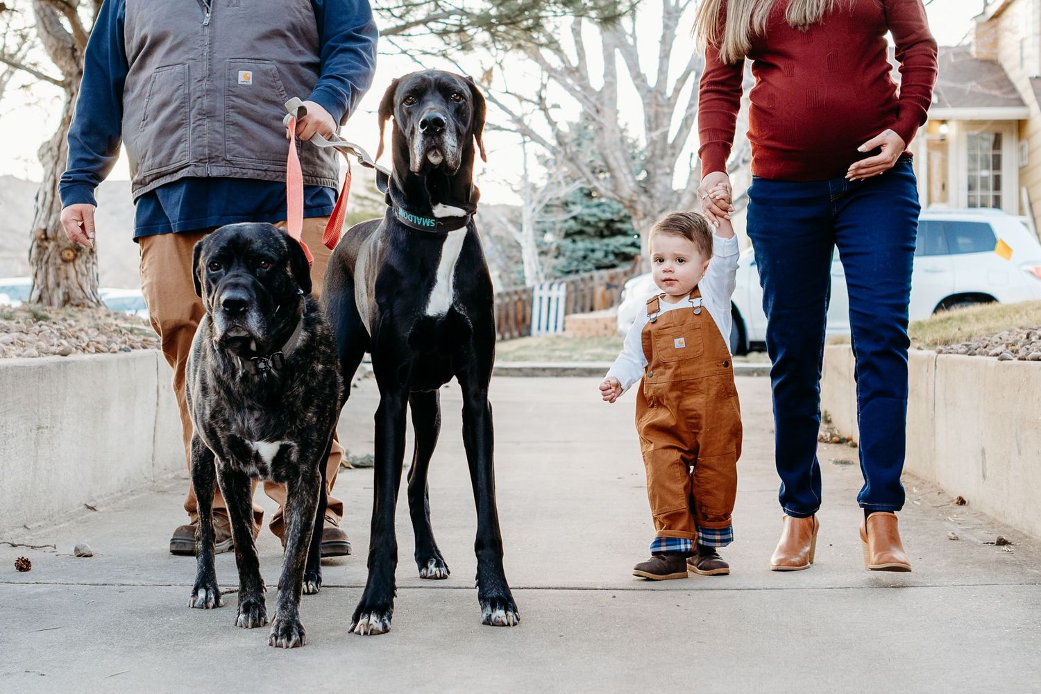 Mother, father, toddler son, cane corso and Great Dane going on a walk.