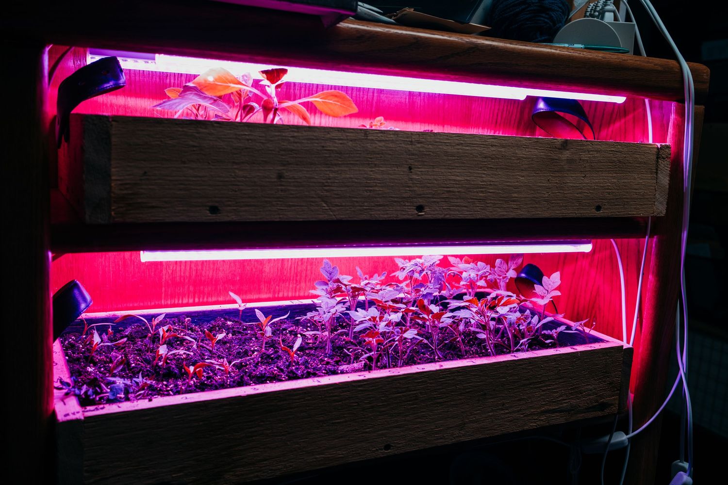 Seedlings growing under indoor grow lights.