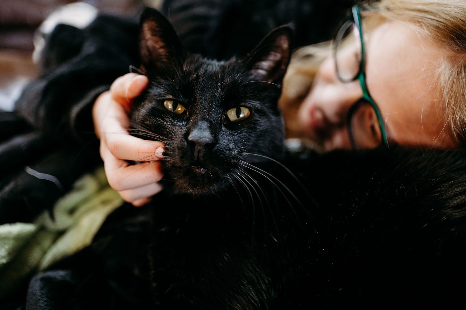 Denver photographer project 365 - moody photo of black cat looking at camera, child in the background petting cat.