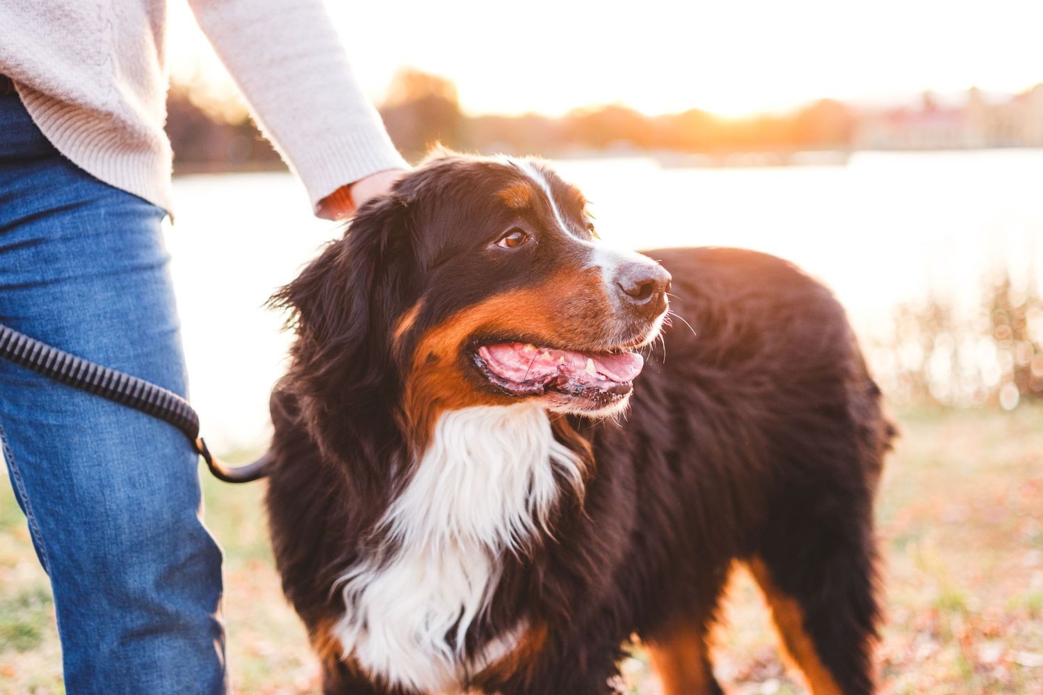 Close up of Bernese Mountain Dog, golden sunlight behind him.
