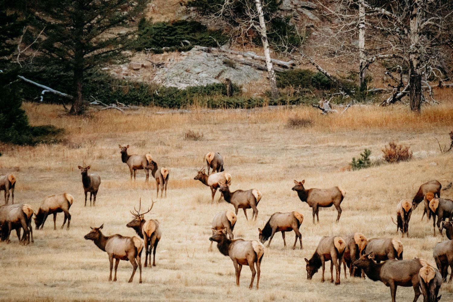 Herd of elk near in Horseshoe Park in RMNP.