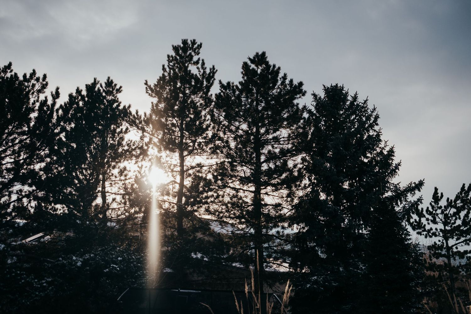 Denver photographer project 365 - sunflares coming through evergreen trees at sunset in Littleton CO