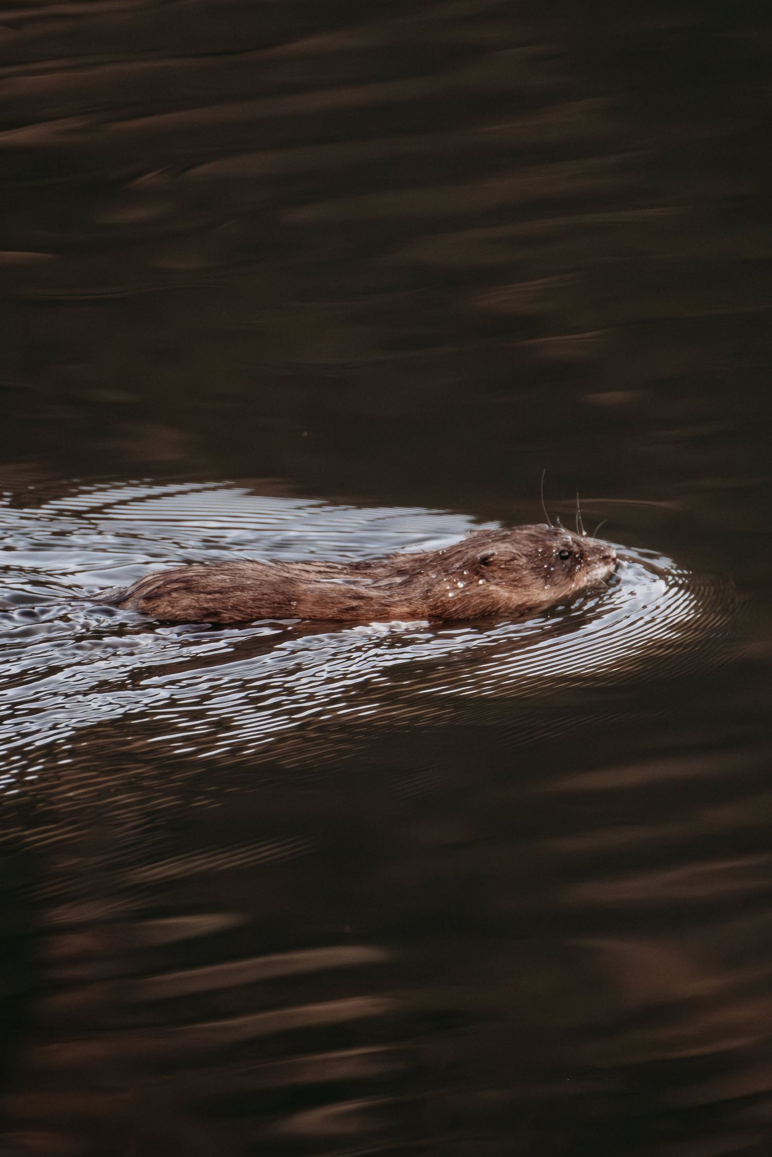 Muskrat swimming at Lily Lake in Rocky Mountain National Park, Estes Park, Colorado.