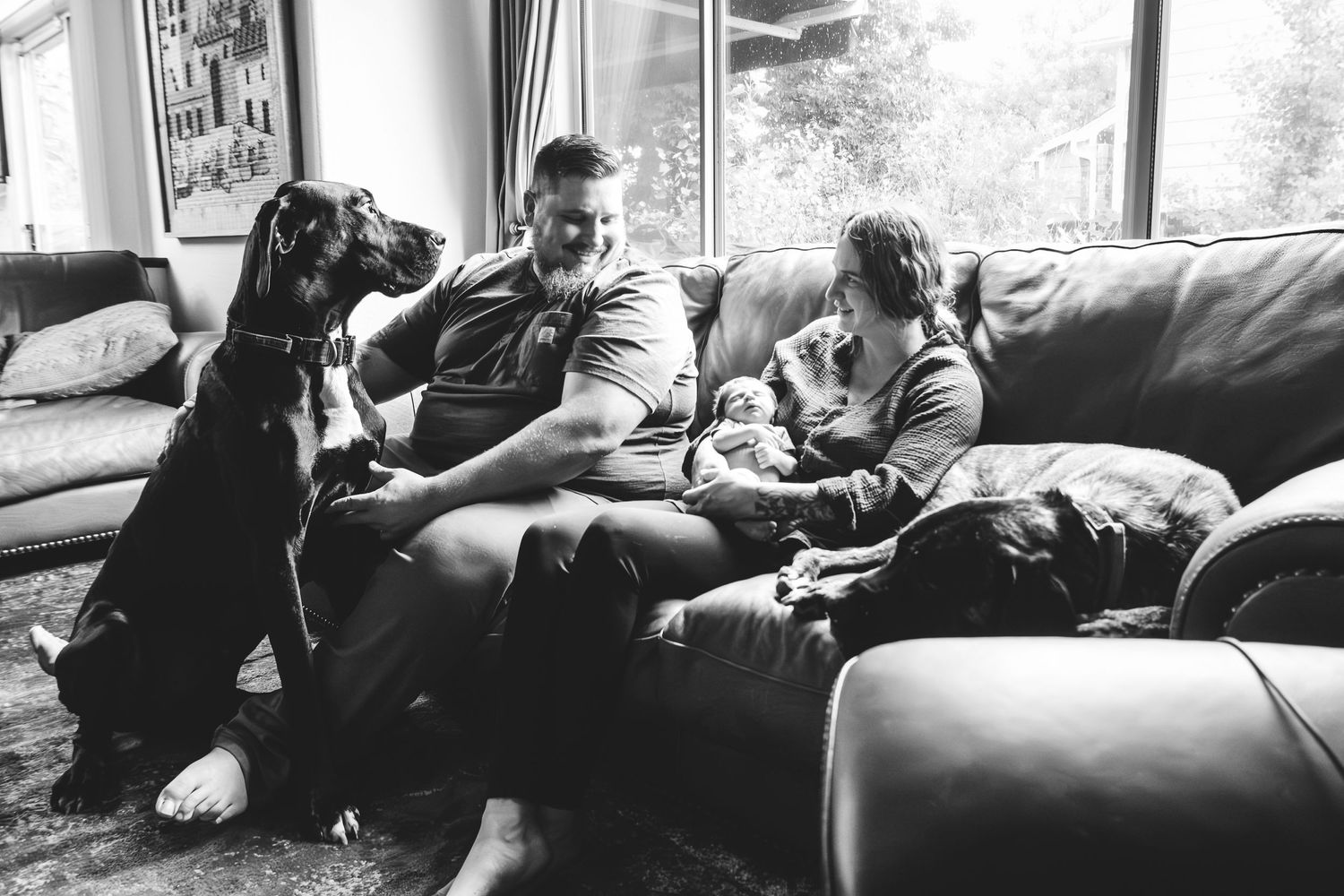 New father and mother snuggling close on a couch, mother holding newborn, Cane Corso sitting on couch, Great Dane sitting nearby.