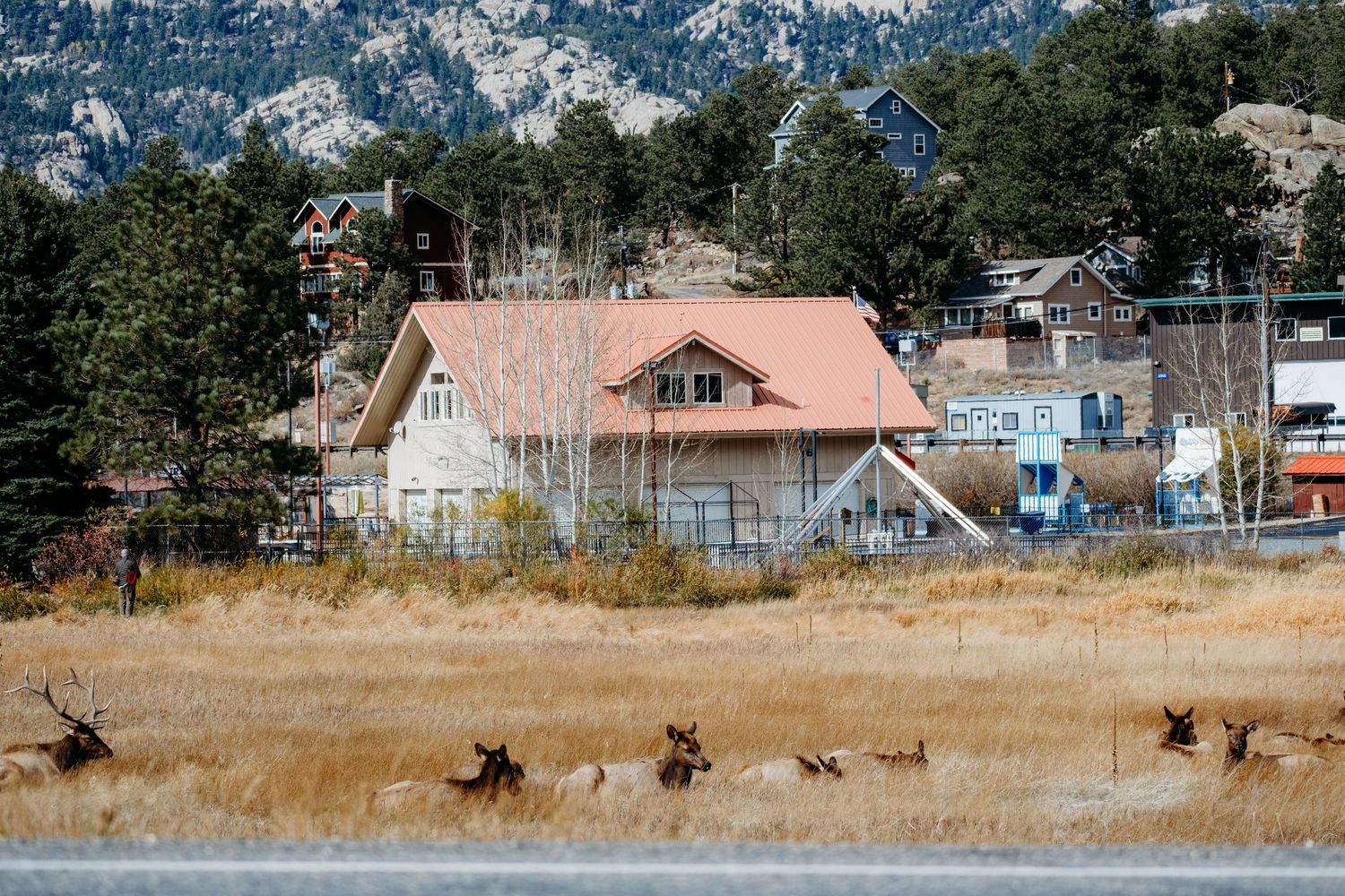 Herd of elk in Estes Park, Colorado.