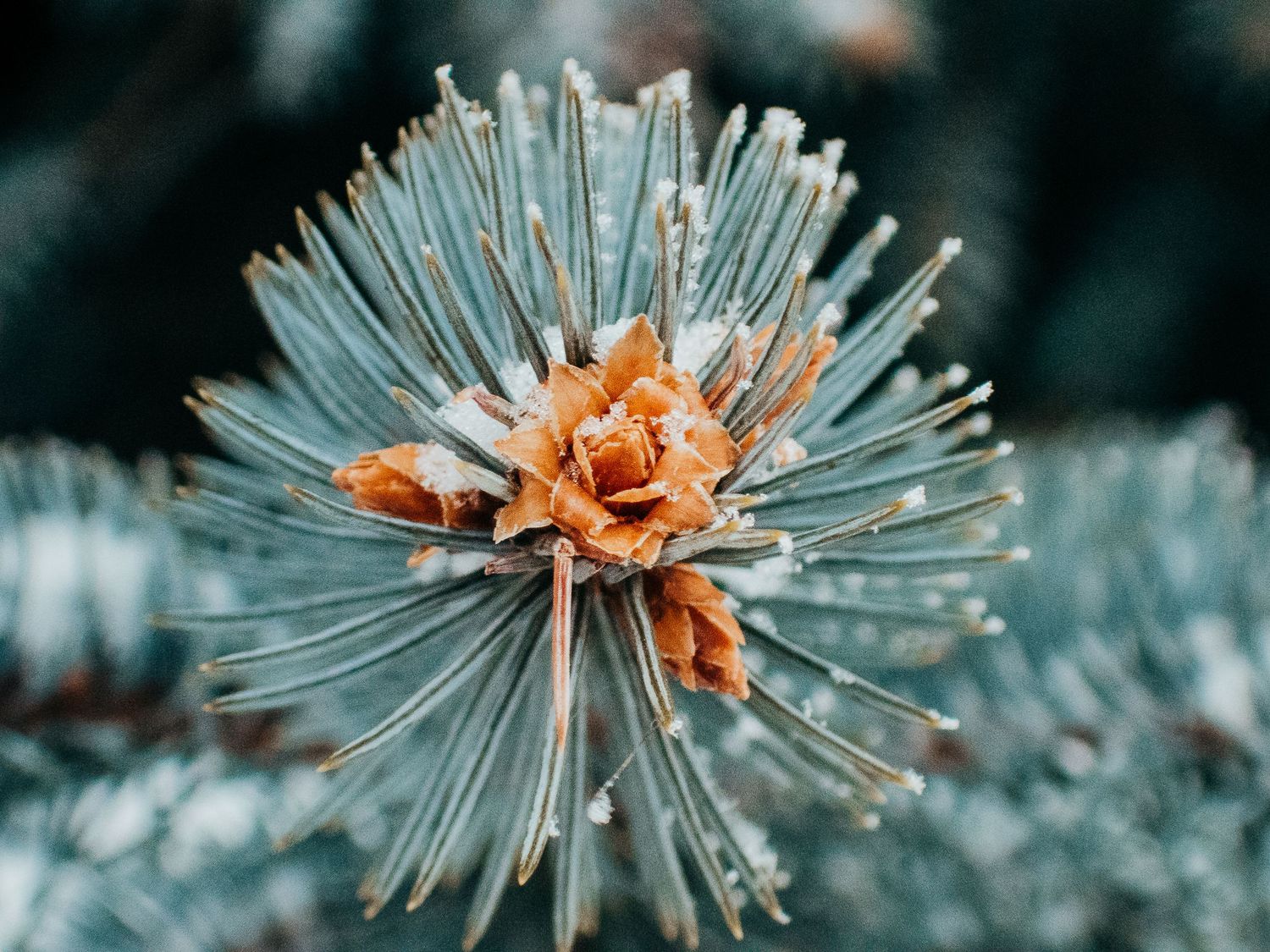 Denver photographer project 365 - close up of pinecones on evergreen tree, snow