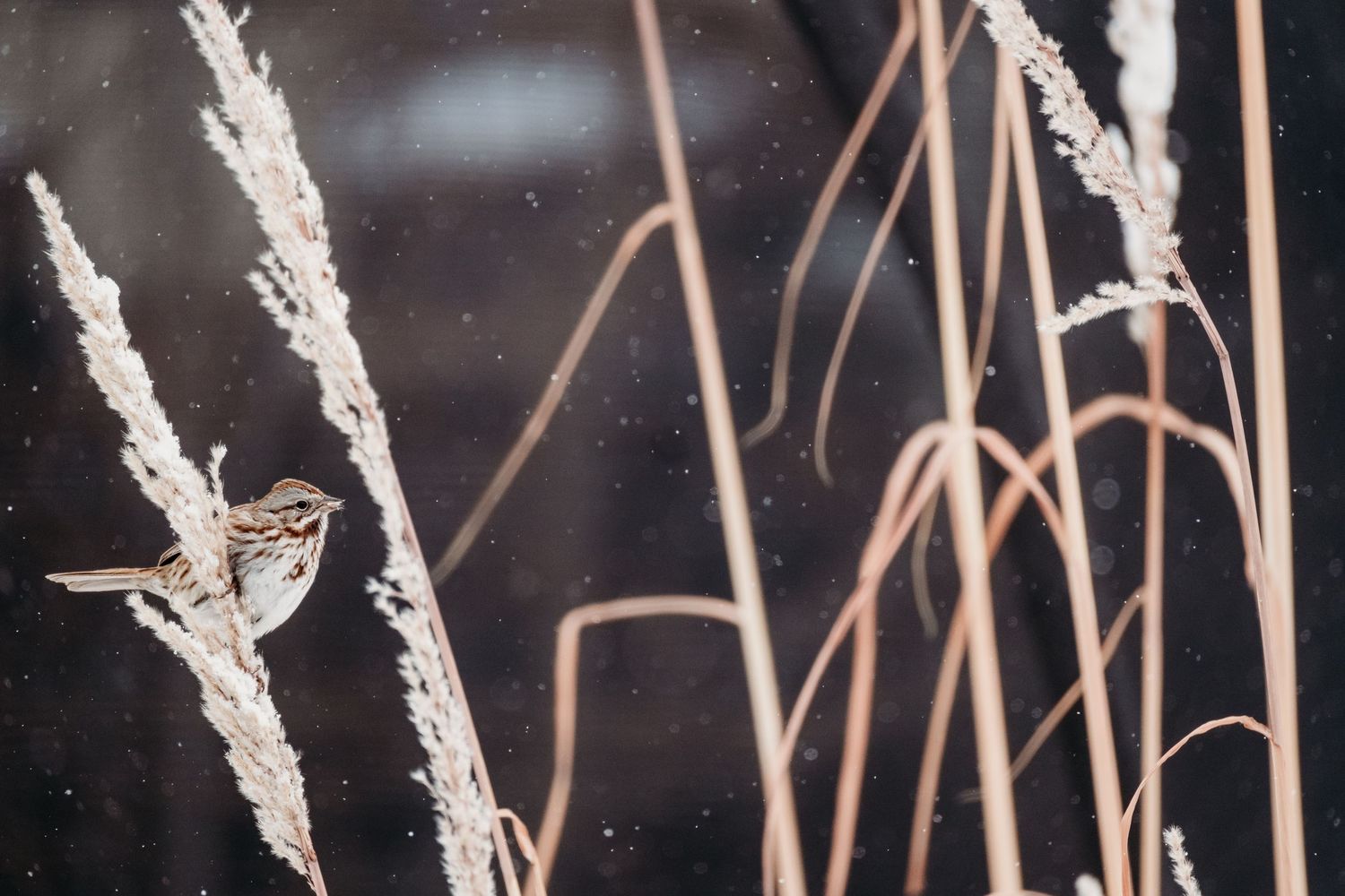 Denver photographer project 365 - sparrow perched on tall grass on snowy January day