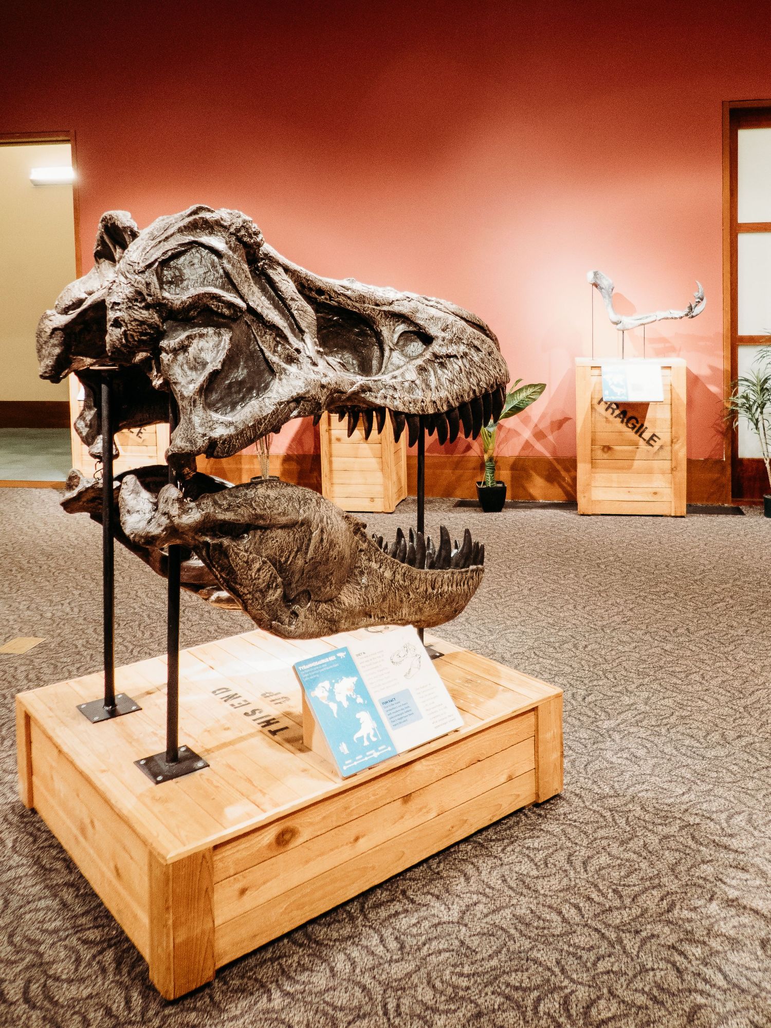 Bones of skull of dinosaur at Littleton History Museum.