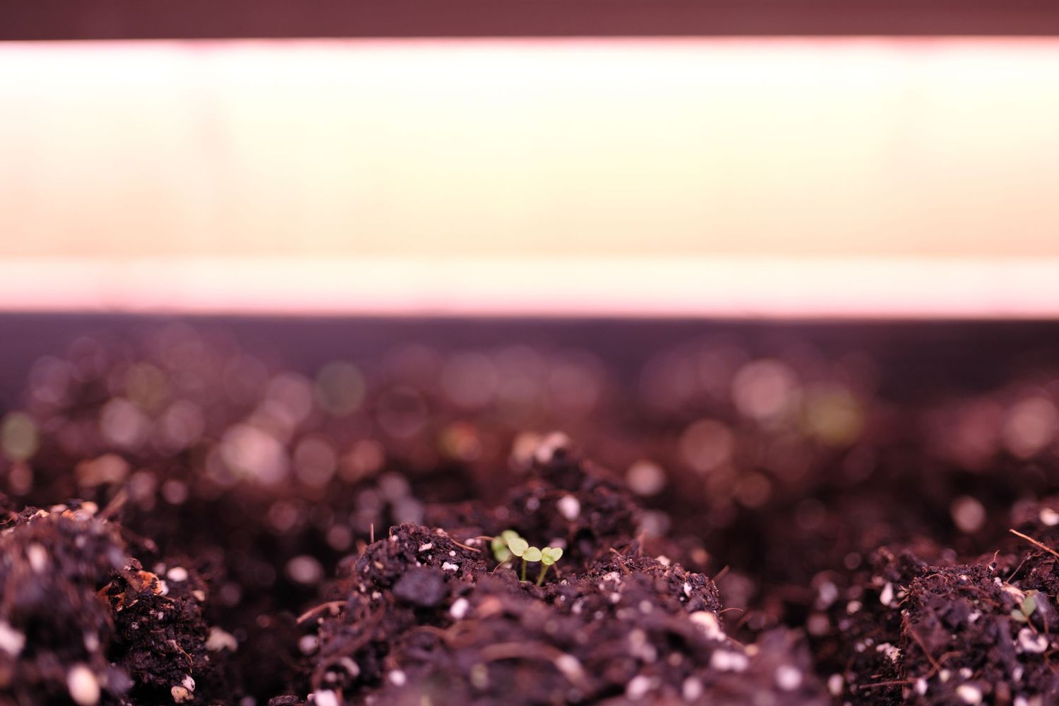 Tiny sprout of seedling in dirt.