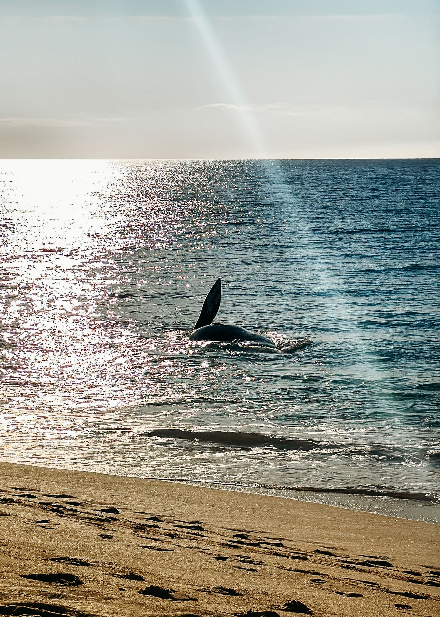 Denver photographer project 365 - whale off of Cabo San Lucas beach
