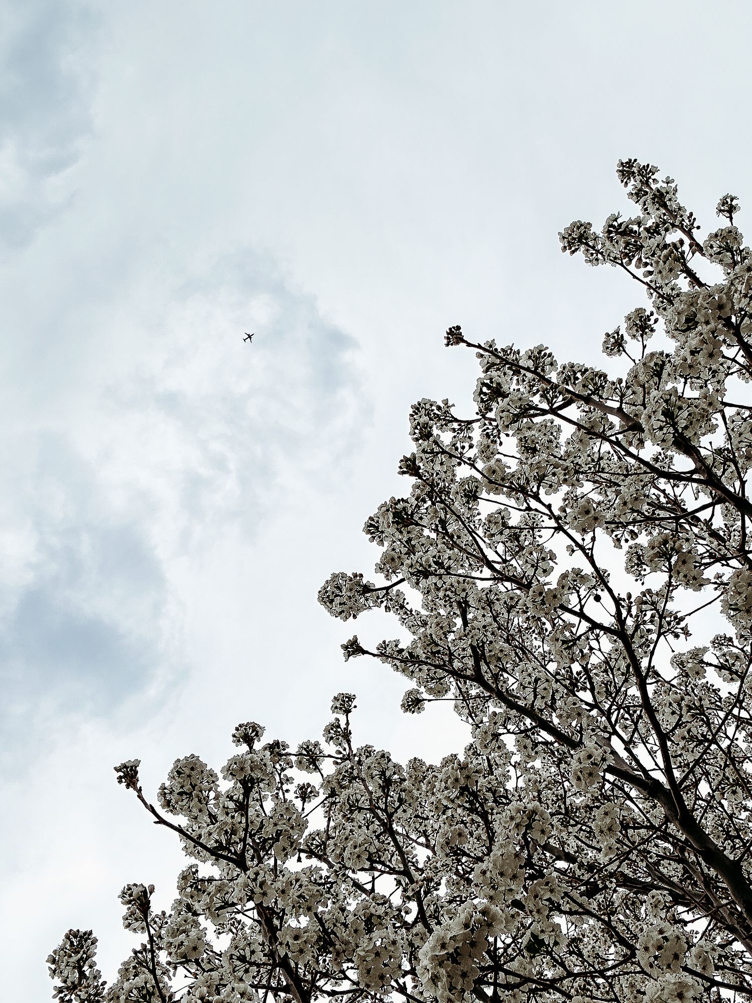 Tree with blossoms, plane flying in sky overhead.