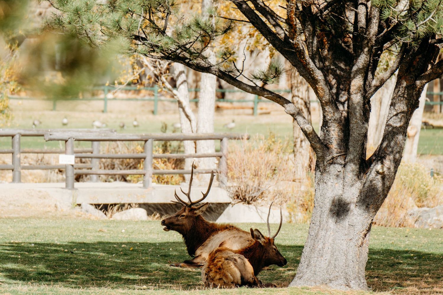 Two elk in park at Estes Park, Colorado.