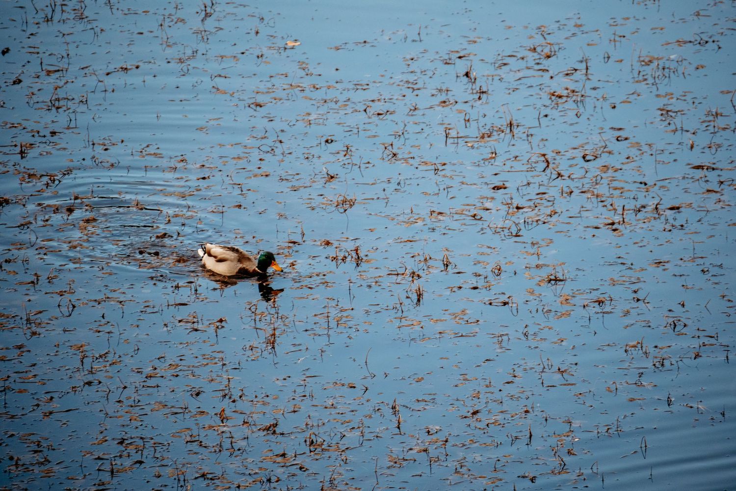 Duck swimming in Sheep Lake in RMNP