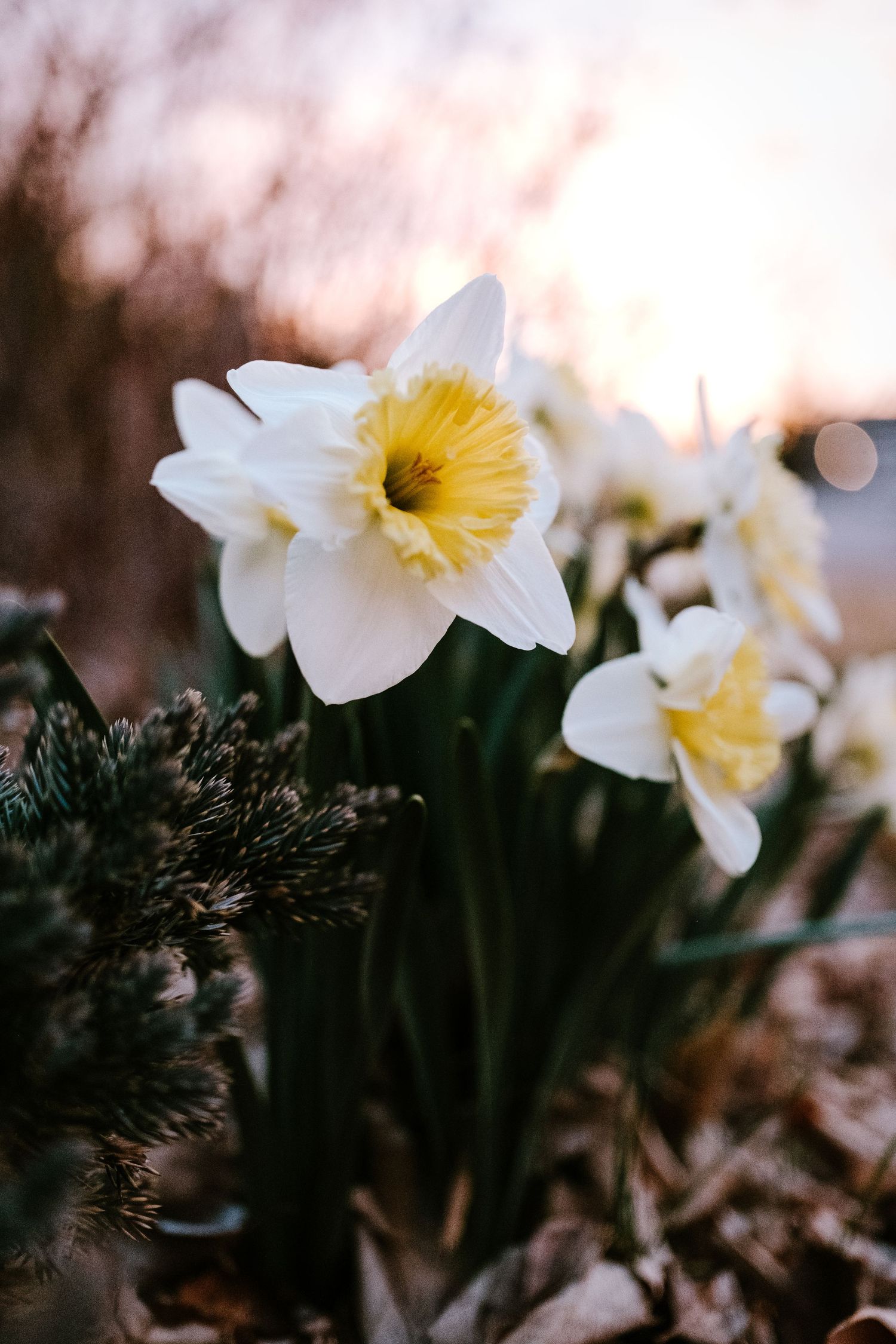 Sunrise photo of whit and yellow daffodils.
