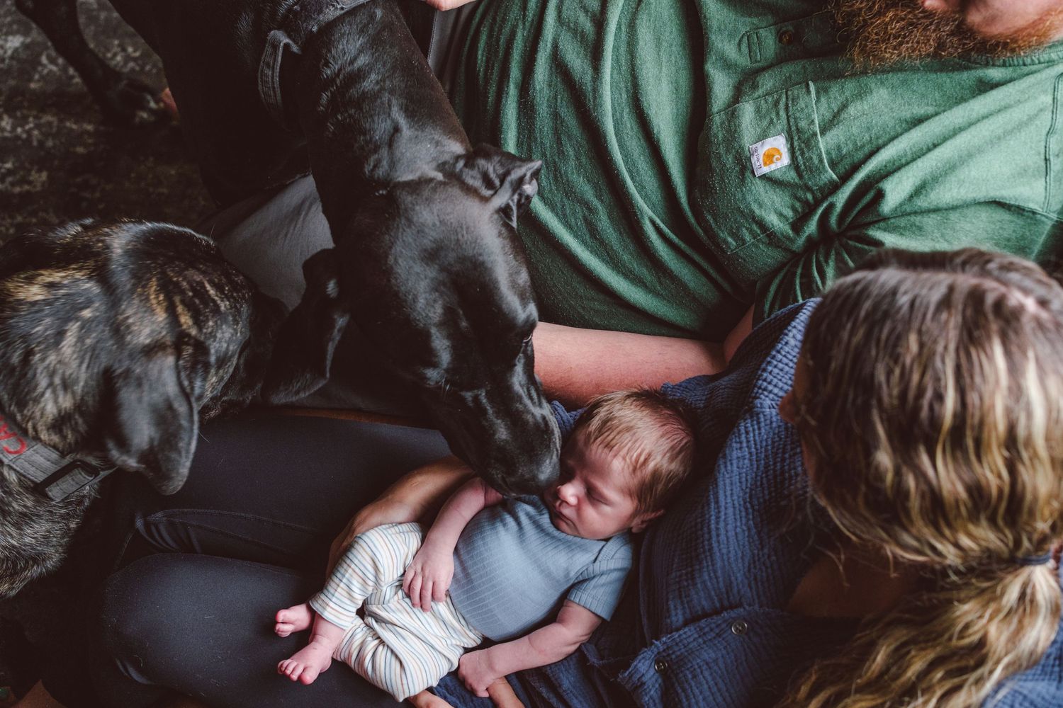 New father and mother snuggling close on a couch, mother holding newborn, Great Dane sniffing new born, Cane Corso standing nearby.